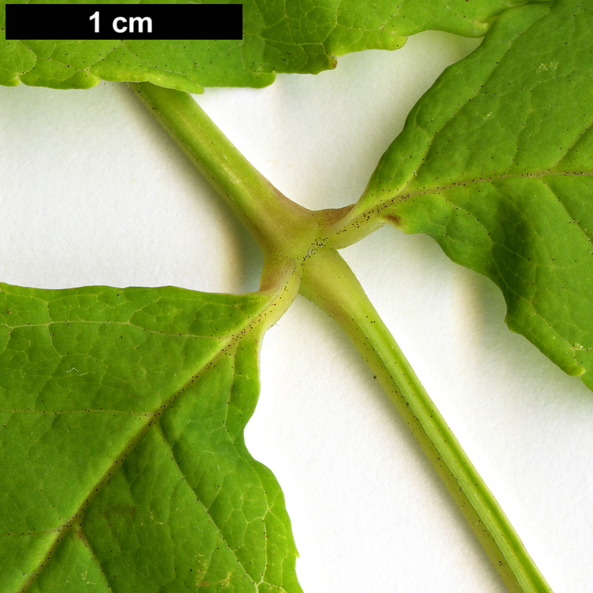 High resolution image: Family: Oleaceae - Genus: Fraxinus - Taxon: mandshurica