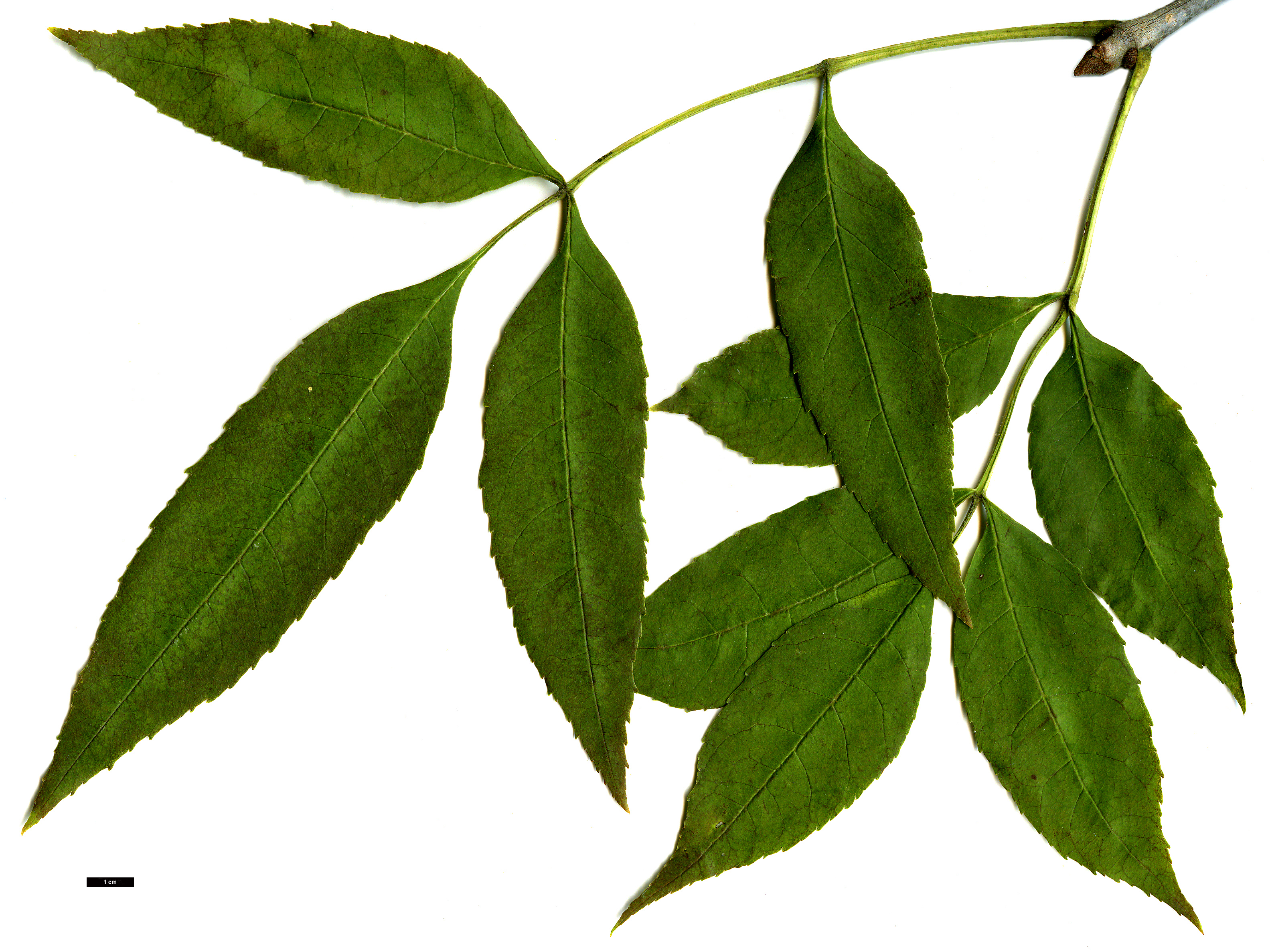 High resolution image: Family: Oleaceae - Genus: Fraxinus - Taxon: pennsylvanica