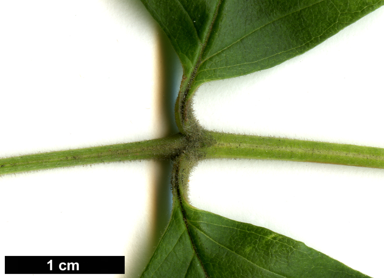 High resolution image: Family: Oleaceae - Genus: Fraxinus - Taxon: profunda