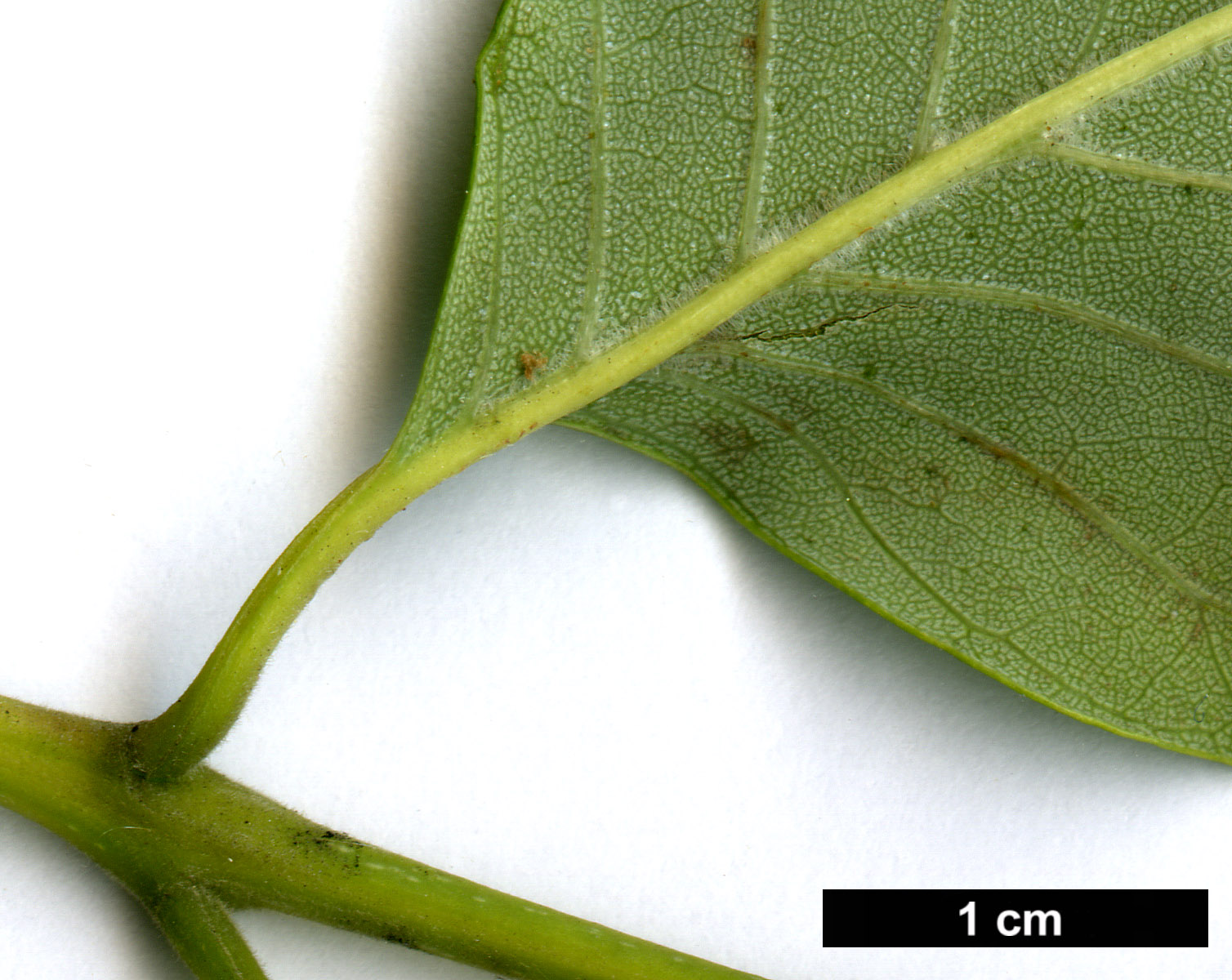 High resolution image: Family: Oleaceae - Genus: Fraxinus - Taxon: smallii