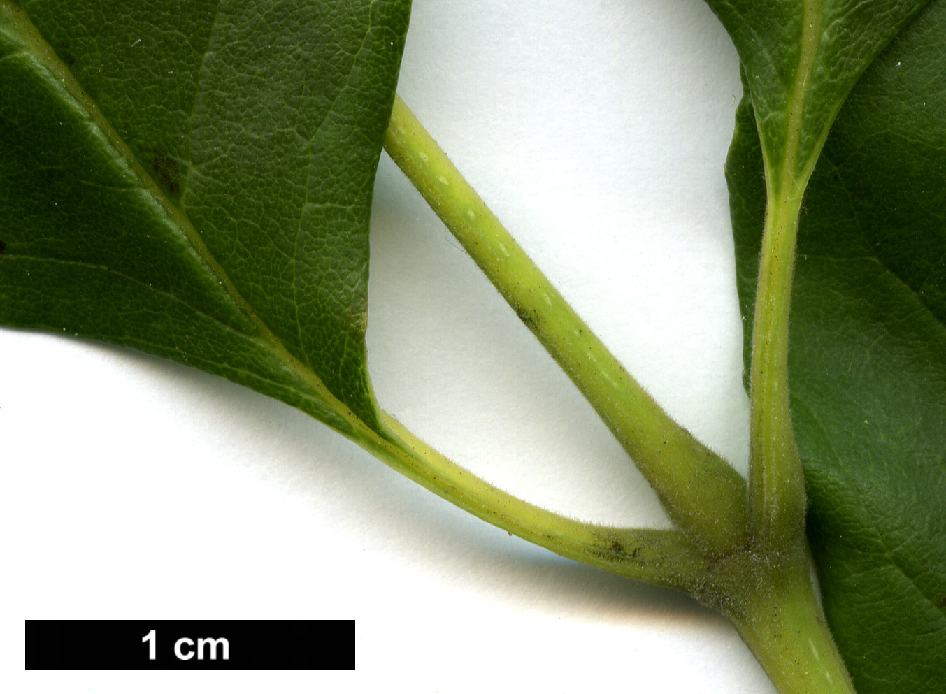 High resolution image: Family: Oleaceae - Genus: Fraxinus - Taxon: smallii