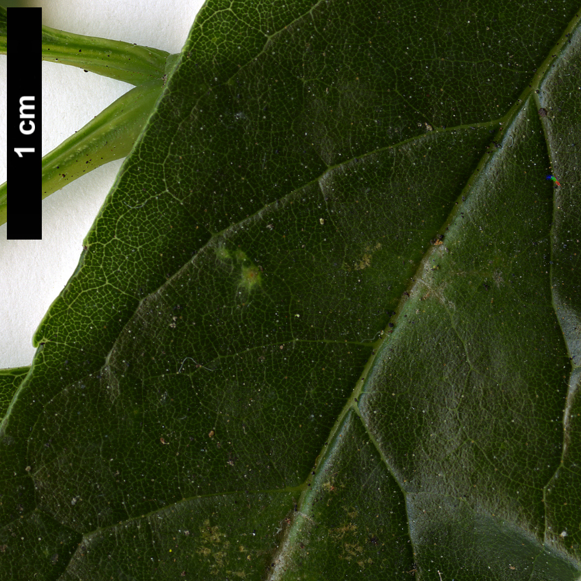 High resolution image: Family: Oleaceae - Genus: Fraxinus - Taxon: uhdei