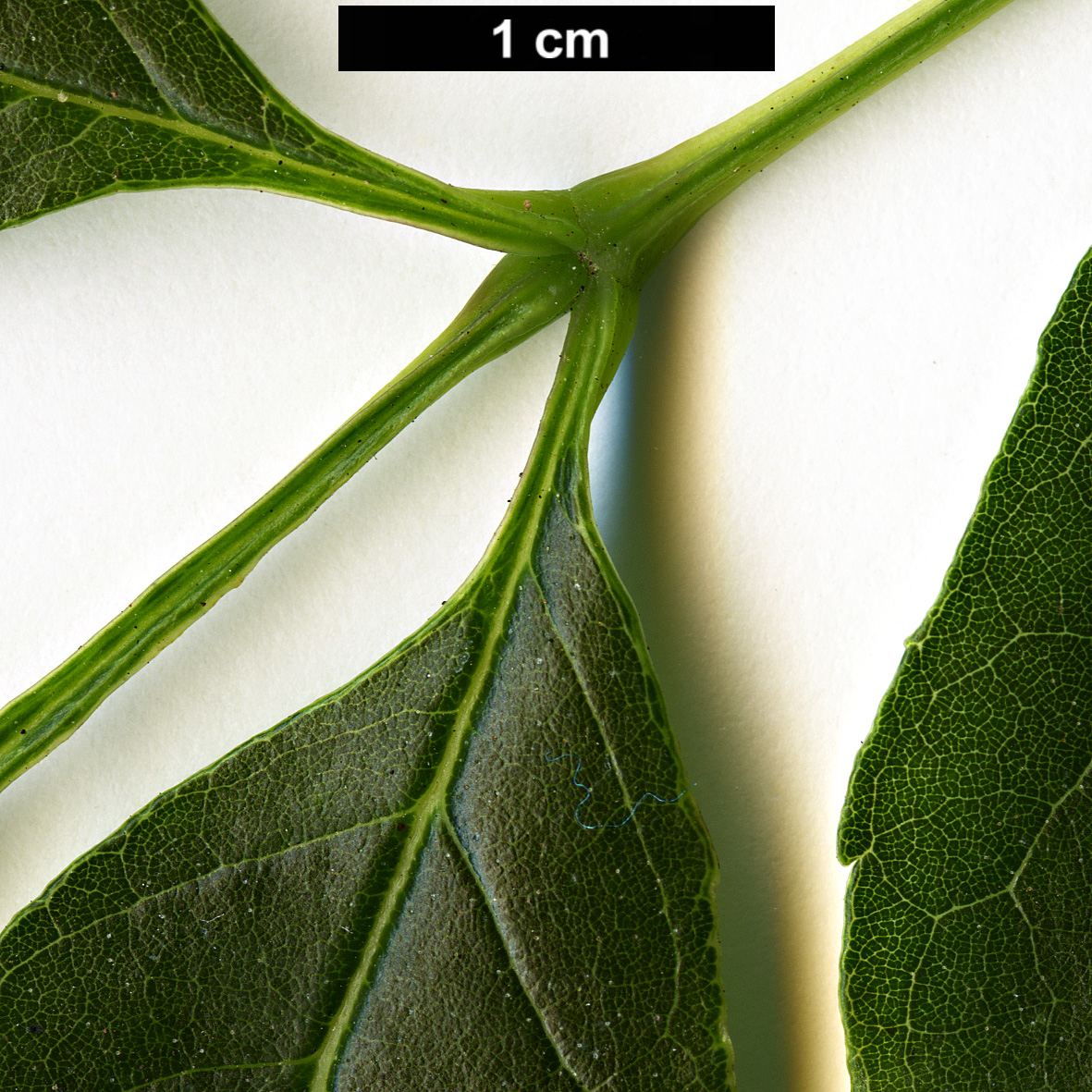 High resolution image: Family: Oleaceae - Genus: Fraxinus - Taxon: uhdei