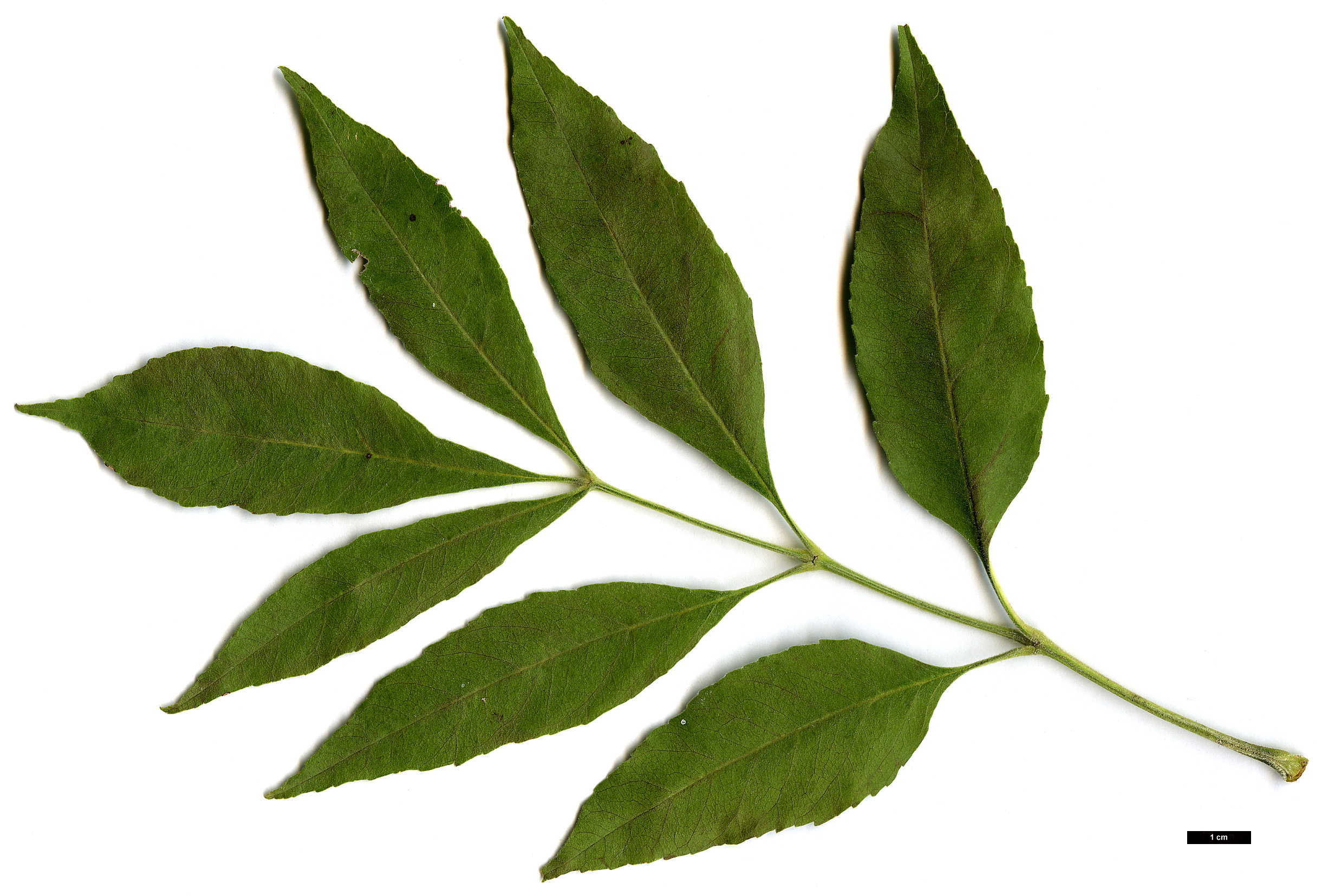 High resolution image: Family: Oleaceae - Genus: Fraxinus - Taxon: velutina