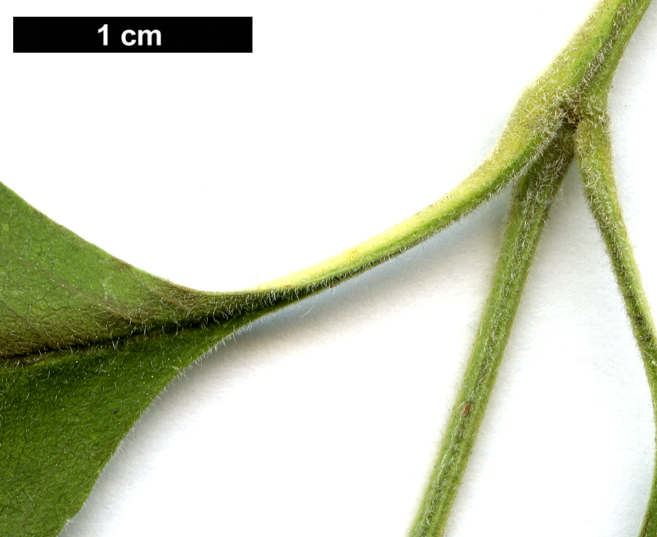 High resolution image: Family: Oleaceae - Genus: Fraxinus - Taxon: velutina