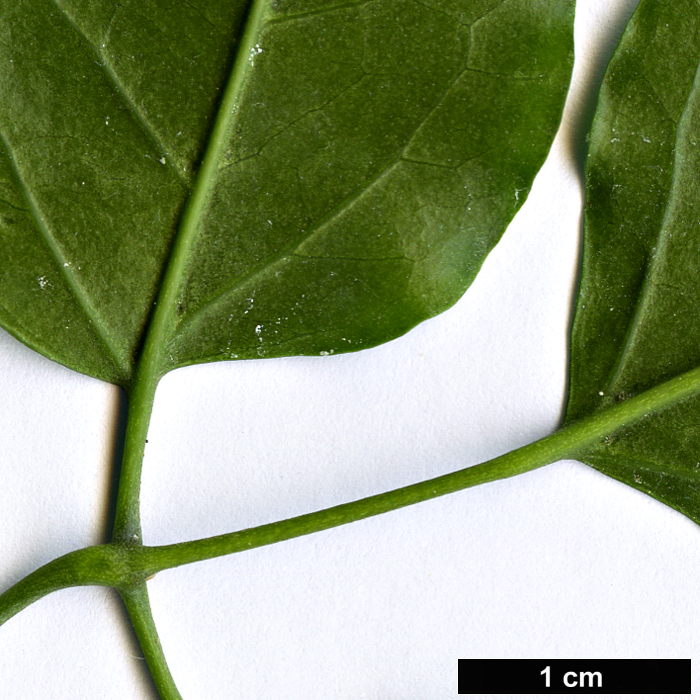 High resolution image: Family: Oleaceae - Genus: Jasminum - Taxon: azoricum