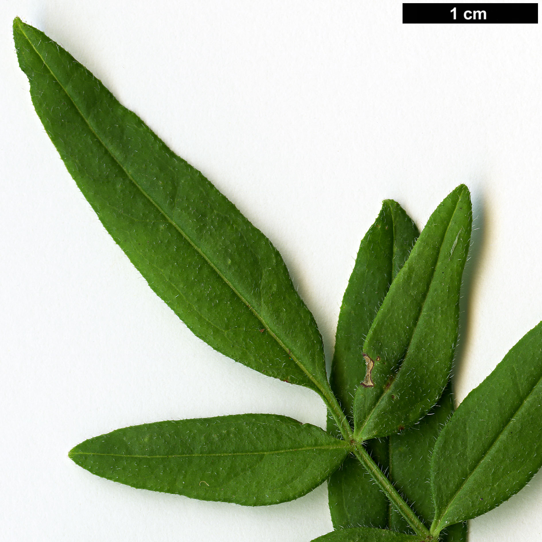 High resolution image: Family: Oleaceae - Genus: Jasminum - Taxon: floridum