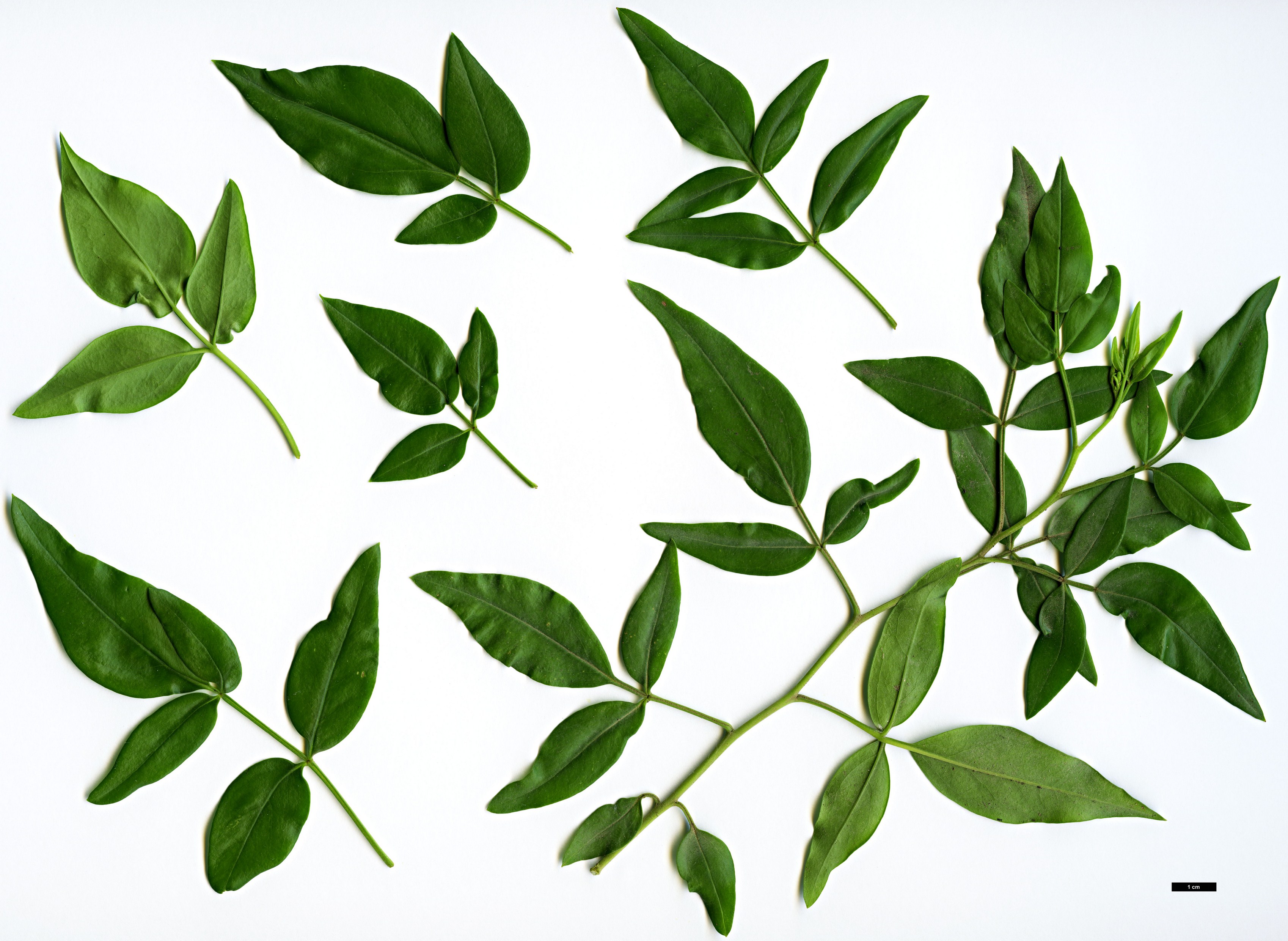 High resolution image: Family: Oleaceae - Genus: Jasminum - Taxon: odoratissimum