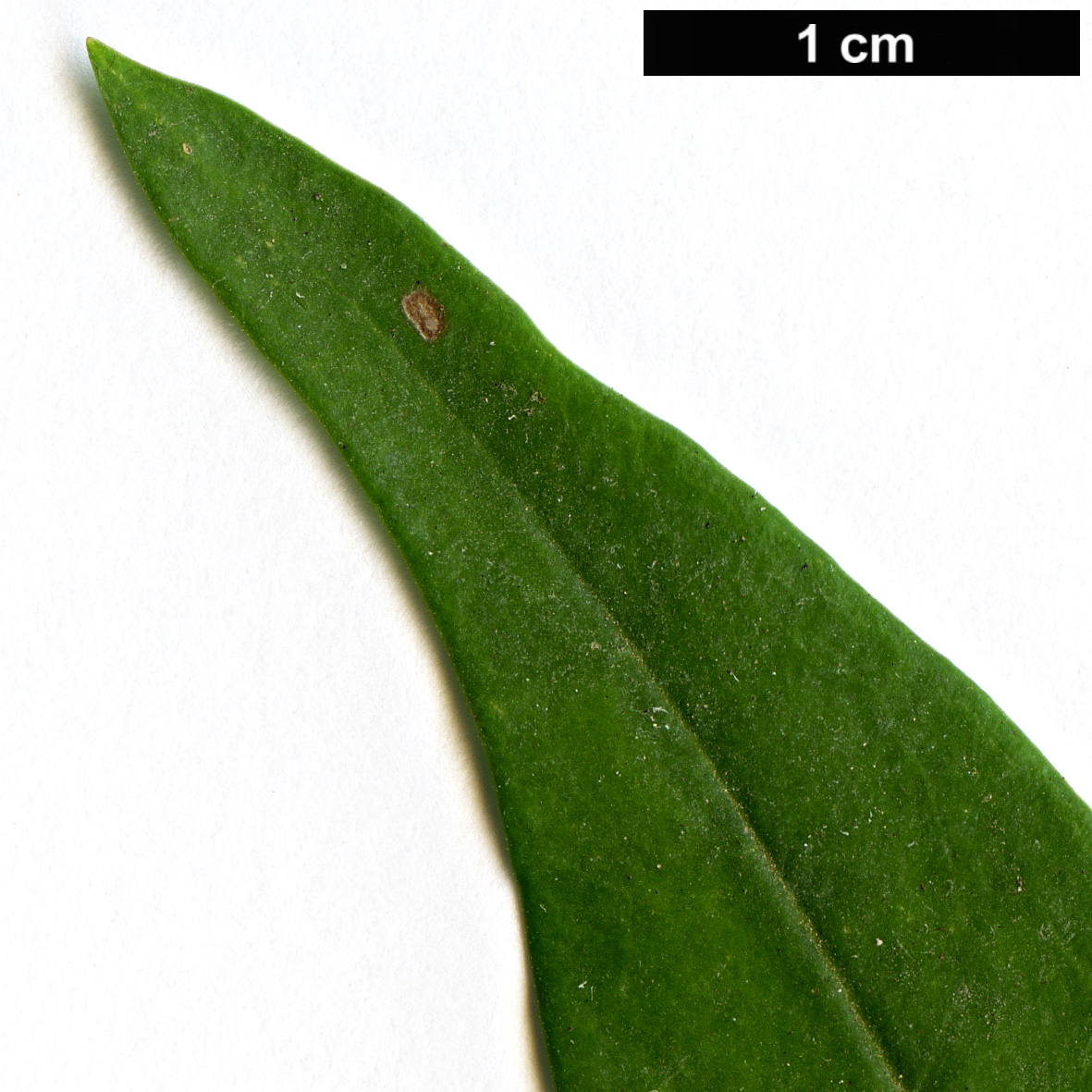 High resolution image: Family: Oleaceae - Genus: Jasminum - Taxon: odoratissimum