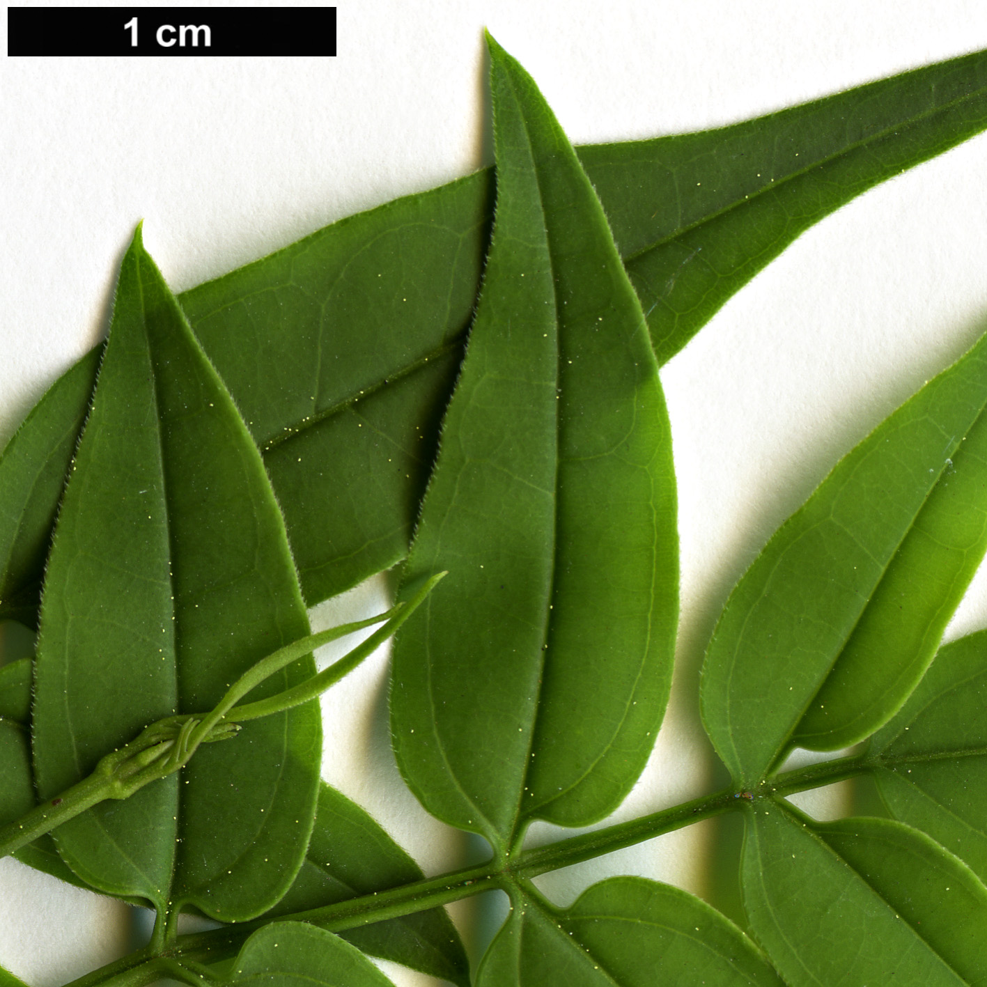 High resolution image: Family: Oleaceae - Genus: Jasminum - Taxon: officinale