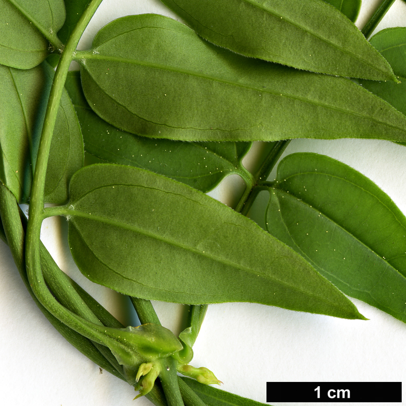 High resolution image: Family: Oleaceae - Genus: Jasminum - Taxon: officinale