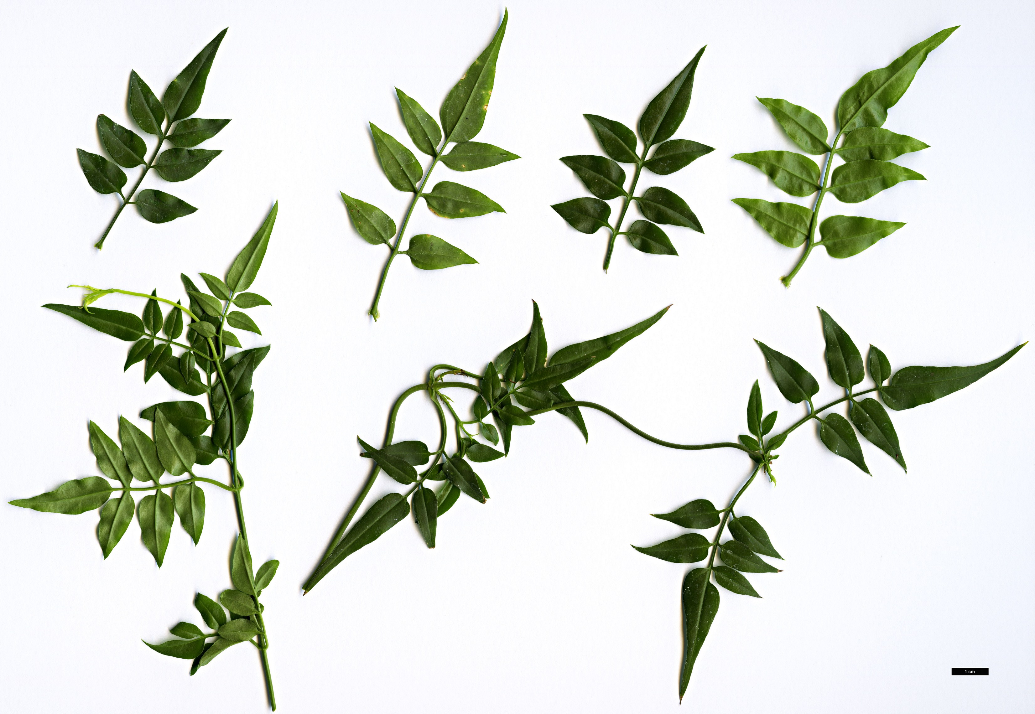 High resolution image: Family: Oleaceae - Genus: Jasminum - Taxon: polyanthum