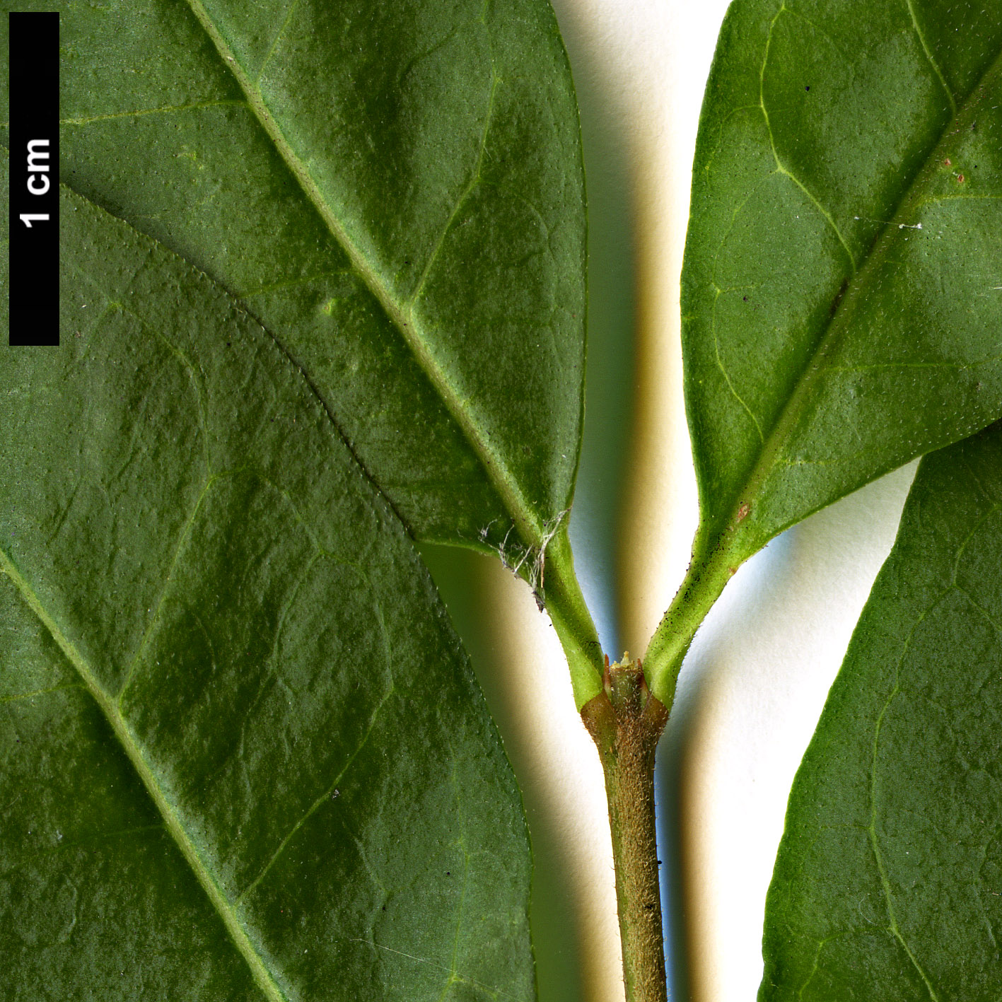 High resolution image: Family: Oleaceae - Genus: Ligustrum - Taxon: foliosum