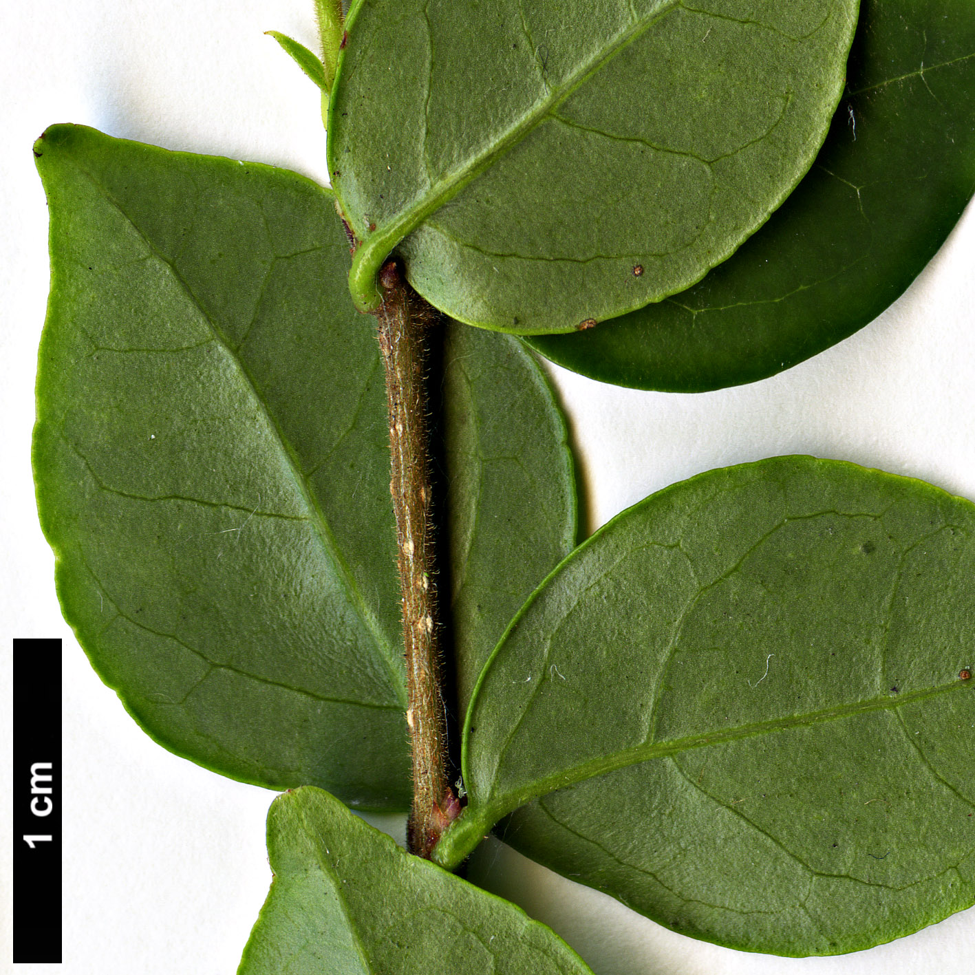 High resolution image: Family: Oleaceae - Genus: Ligustrum - Taxon: henryi