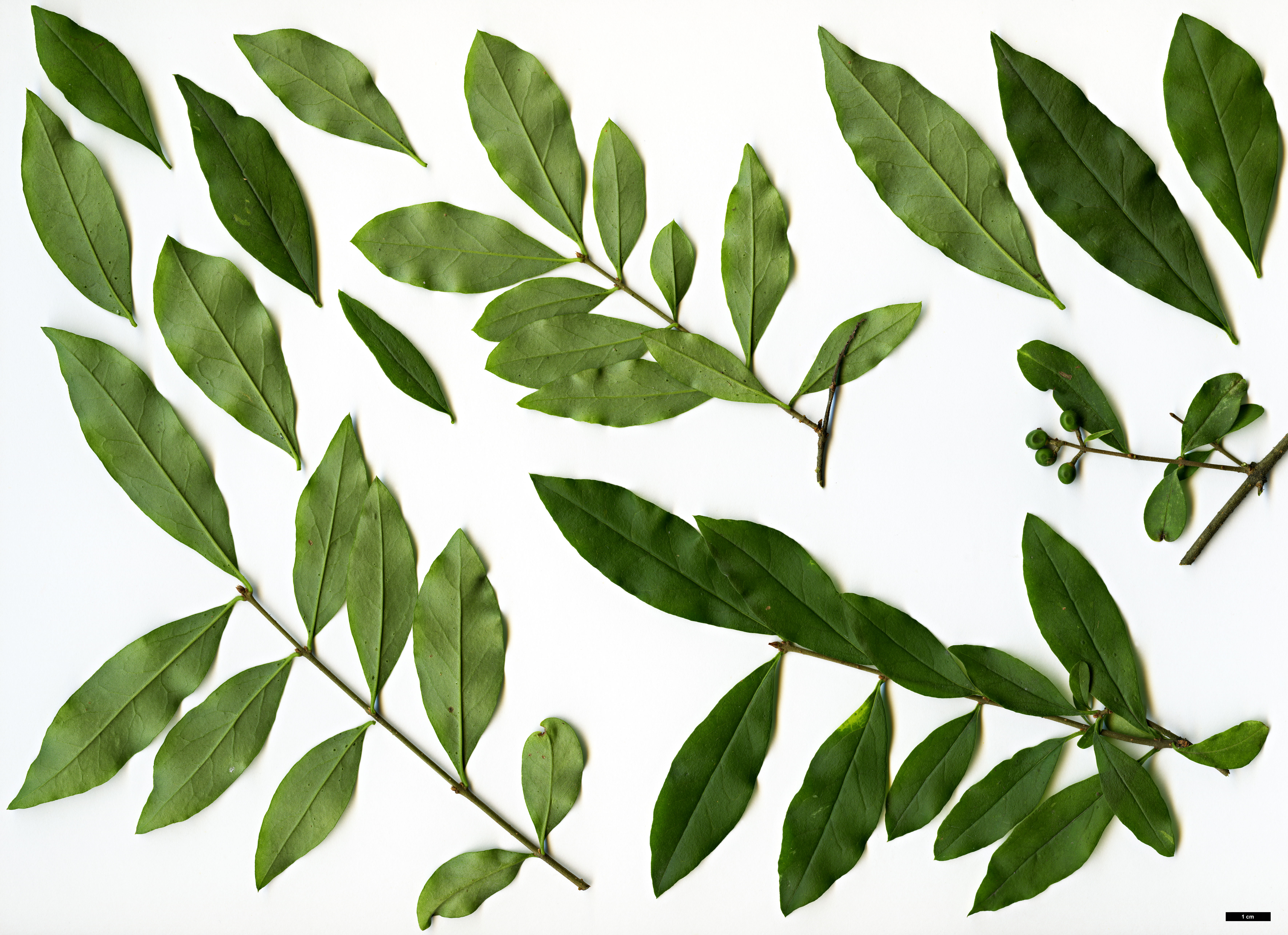 High resolution image: Family: Oleaceae - Genus: Ligustrum - Taxon: ibota