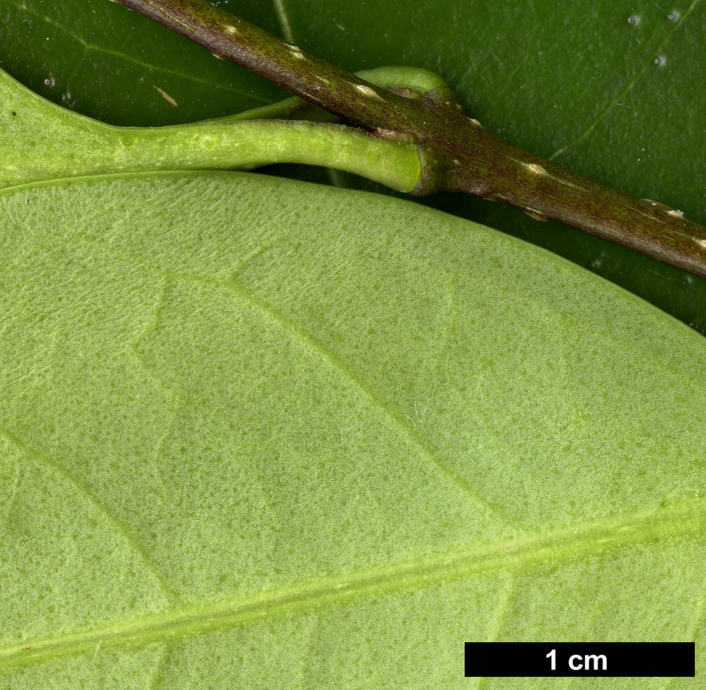 High resolution image: Family: Oleaceae - Genus: Ligustrum - Taxon: japonicum