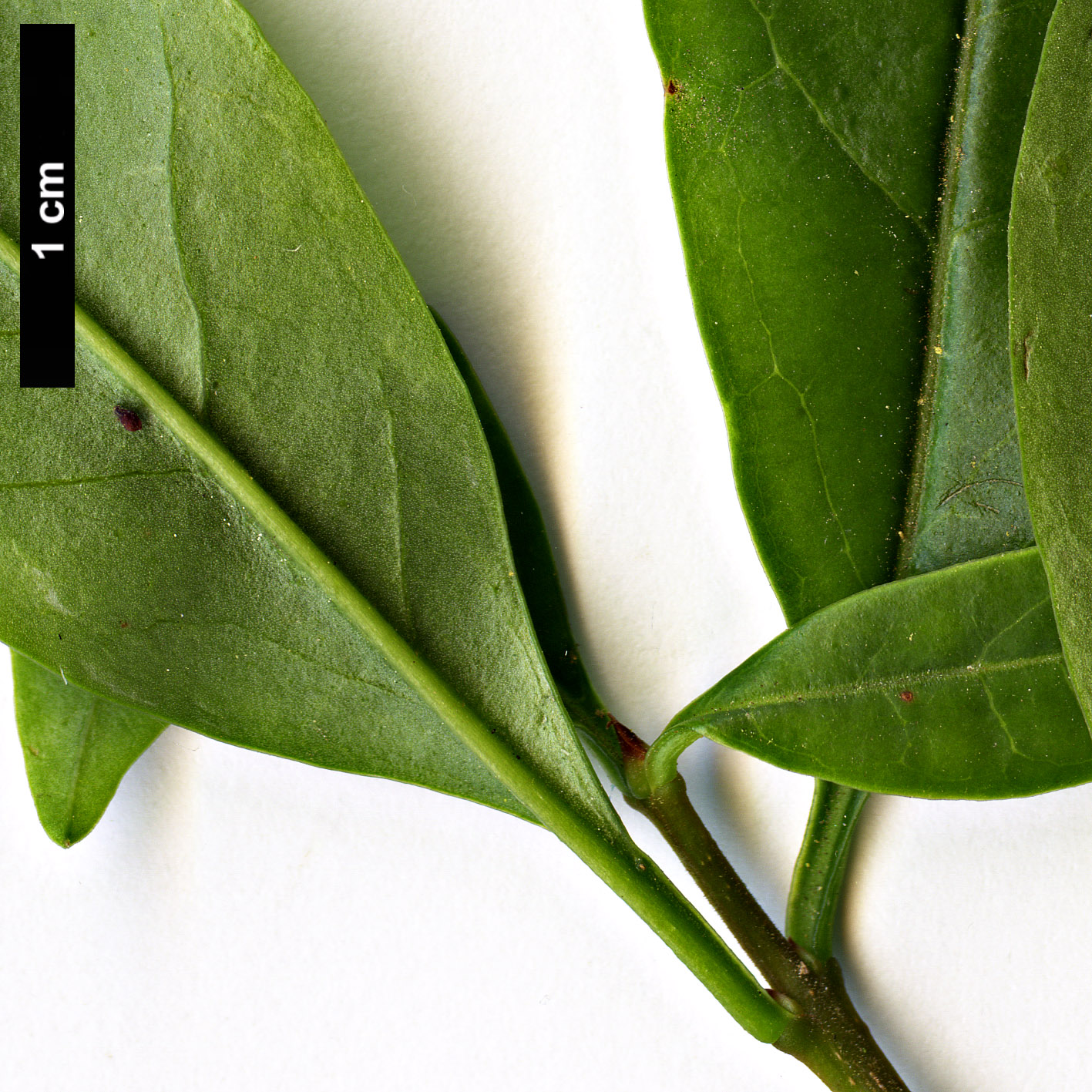 High resolution image: Family: Oleaceae - Genus: Ligustrum - Taxon: lindleyi
