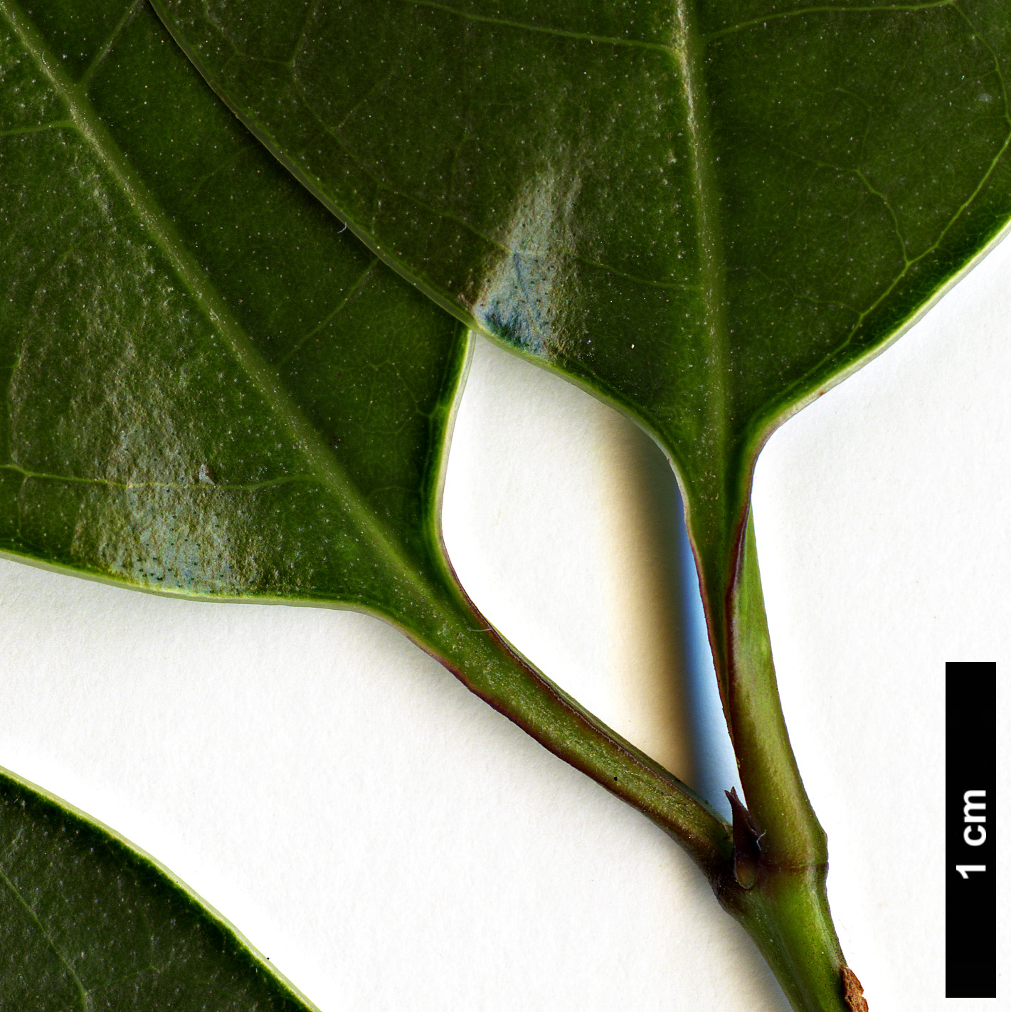 High resolution image: Family: Oleaceae - Genus: Ligustrum - Taxon: lucidum