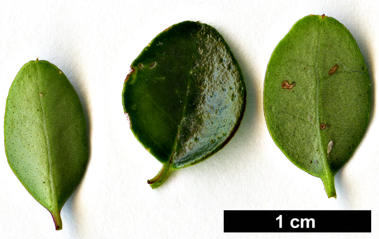 High resolution image: Family: Oleaceae - Genus: Ligustrum - Taxon: morrisonense