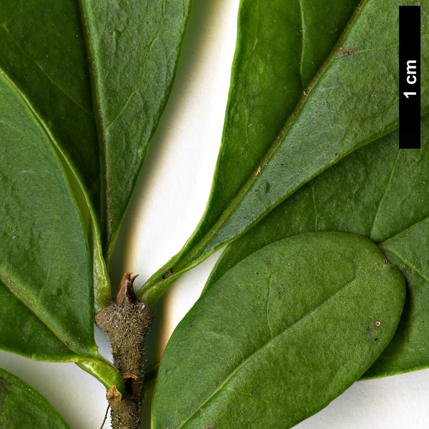 High resolution image: Family: Oleaceae - Genus: Ligustrum - Taxon: obtusifolium