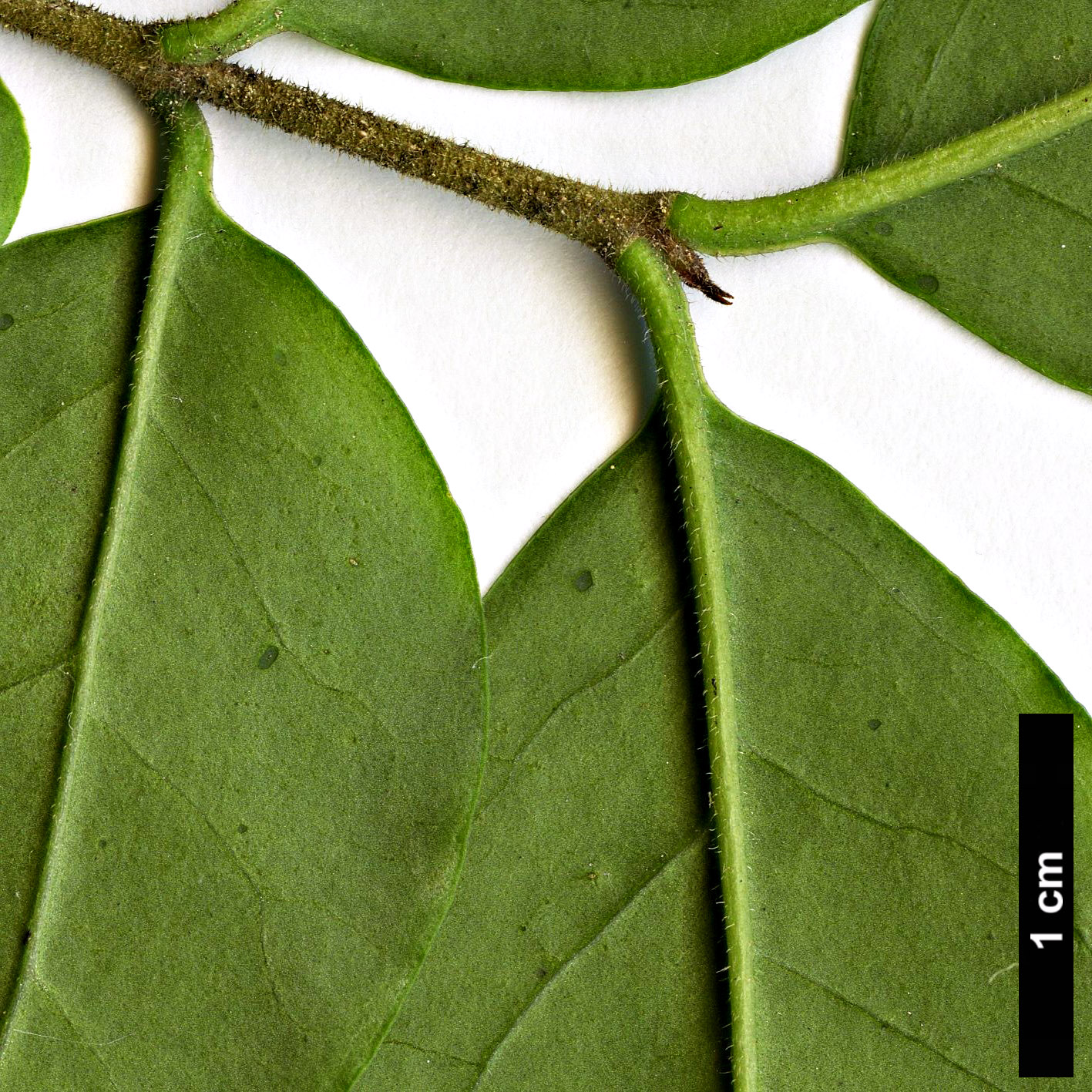 High resolution image: Family: Oleaceae - Genus: Ligustrum - Taxon: obtusifolium