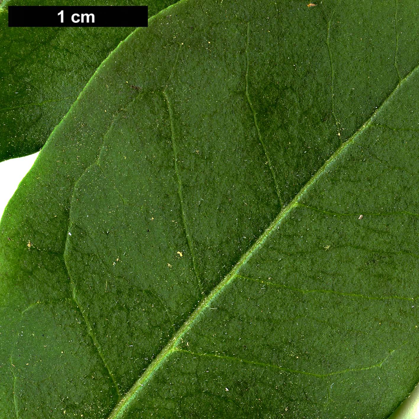 High resolution image: Family: Oleaceae - Genus: Ligustrum - Taxon: ovalifolium