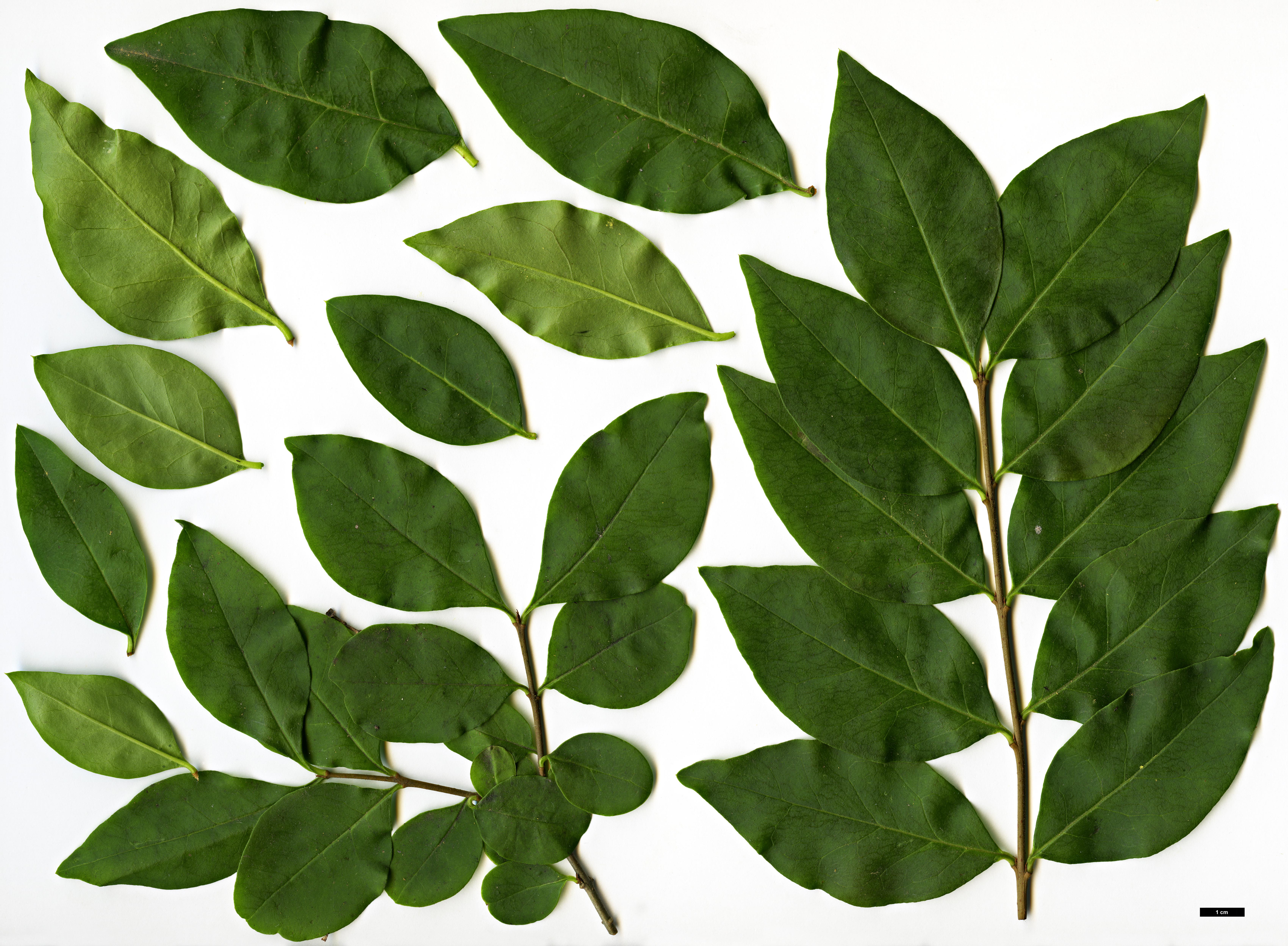 High resolution image: Family: Oleaceae - Genus: Ligustrum - Taxon: ovalifolium