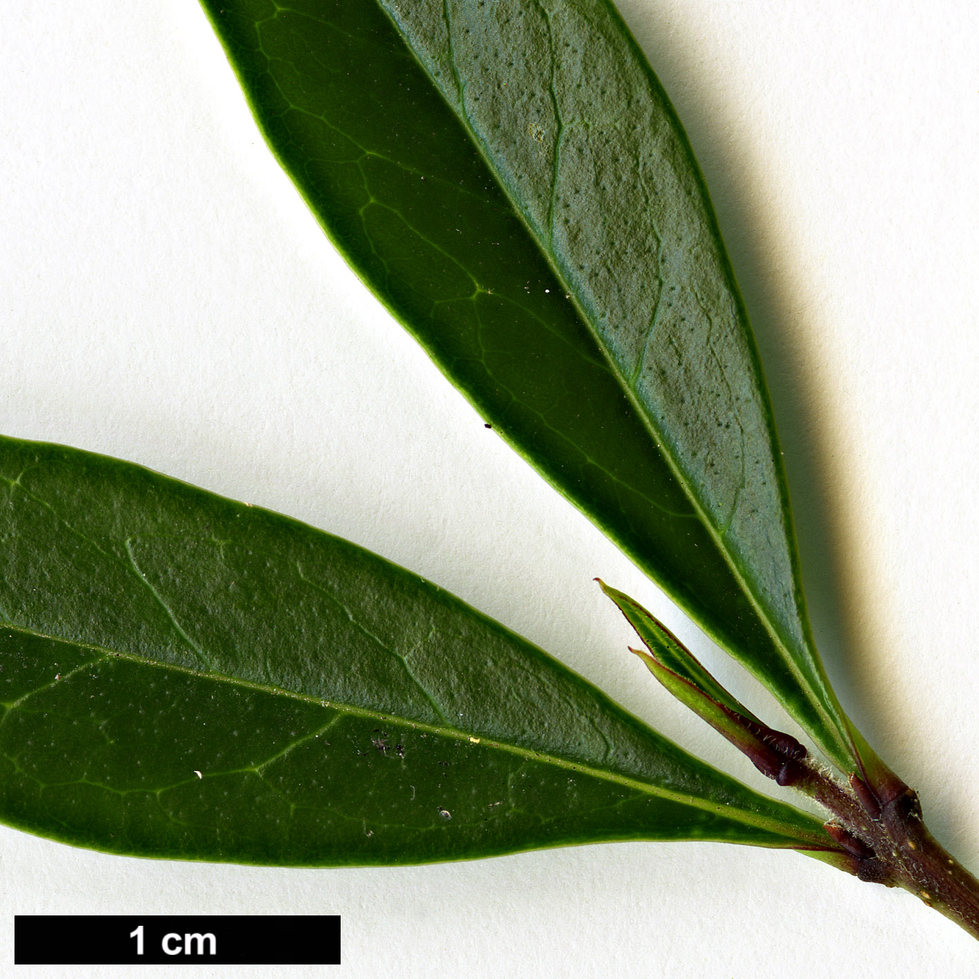 High resolution image: Family: Oleaceae - Genus: Ligustrum - Taxon: quihoui