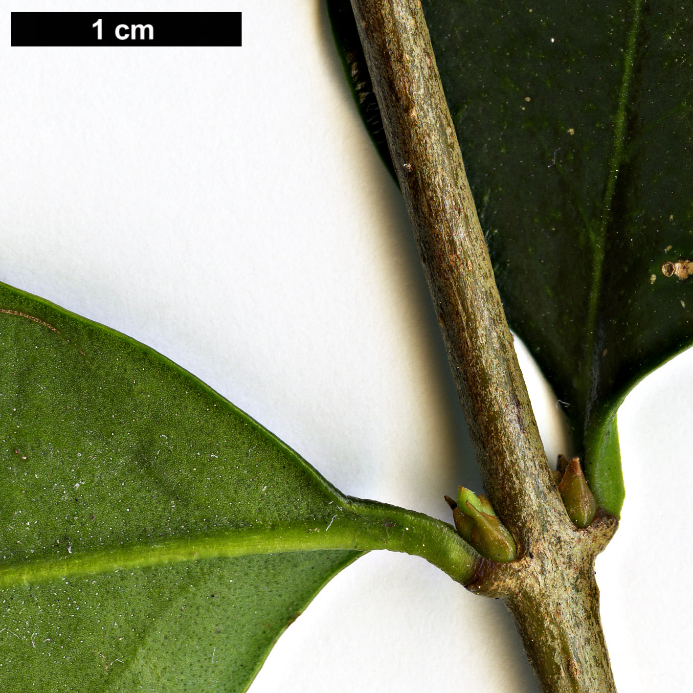 High resolution image: Family: Oleaceae - Genus: Ligustrum - Taxon: sempervirens