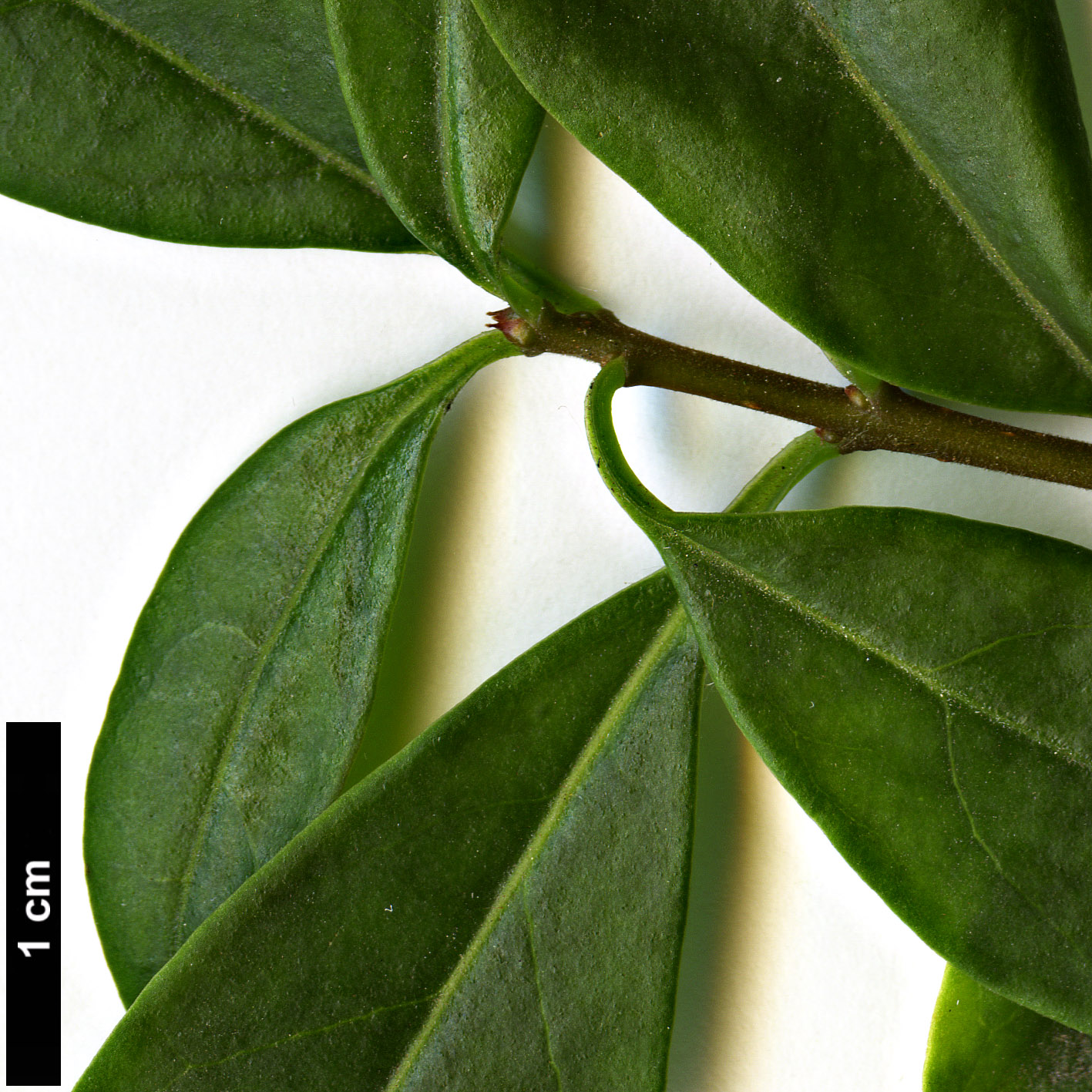 High resolution image: Family: Oleaceae - Genus: Ligustrum - Taxon: vulgare - SpeciesSub: 'Atrovirens'