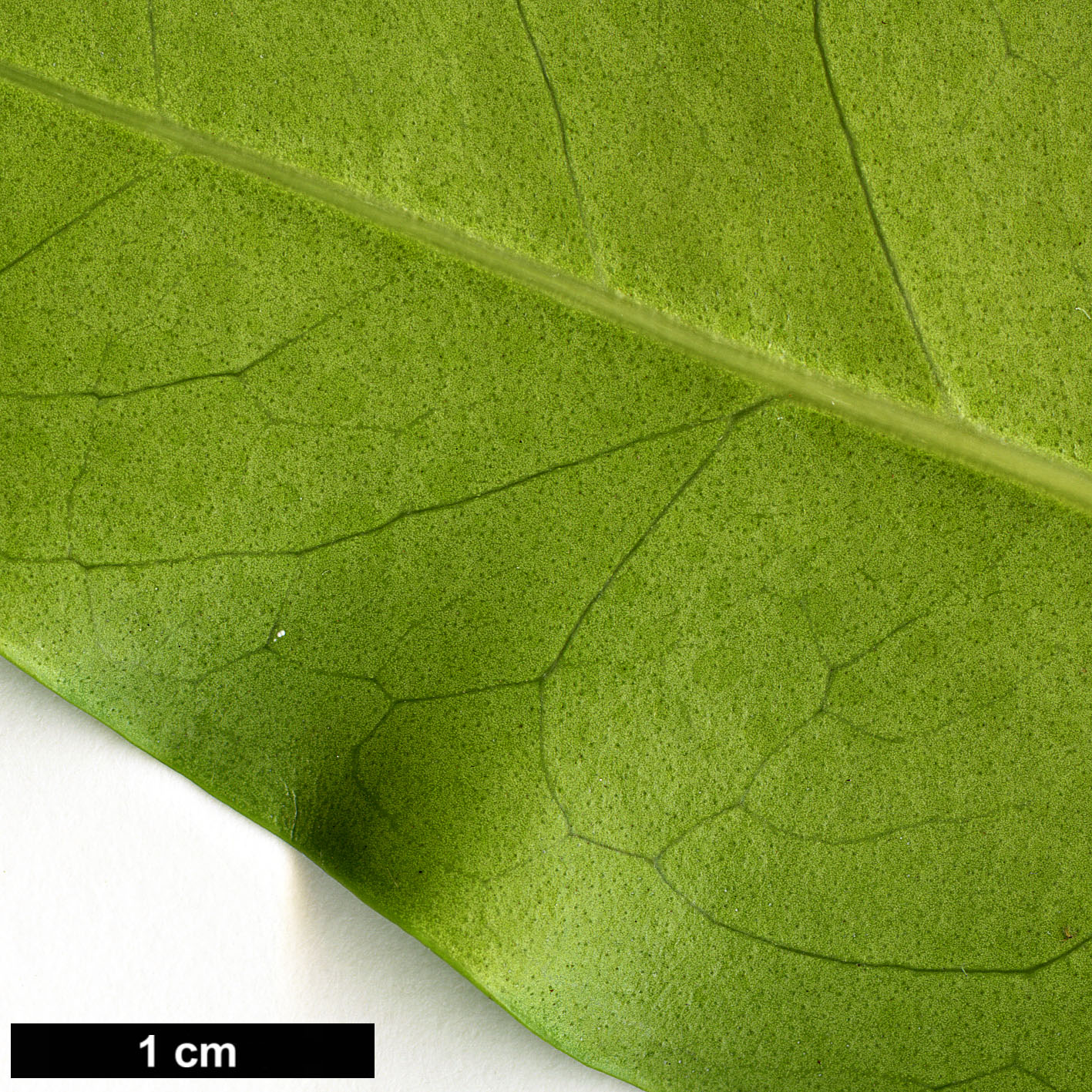 High resolution image: Family: Oleaceae - Genus: Nestegis - Taxon: apetala