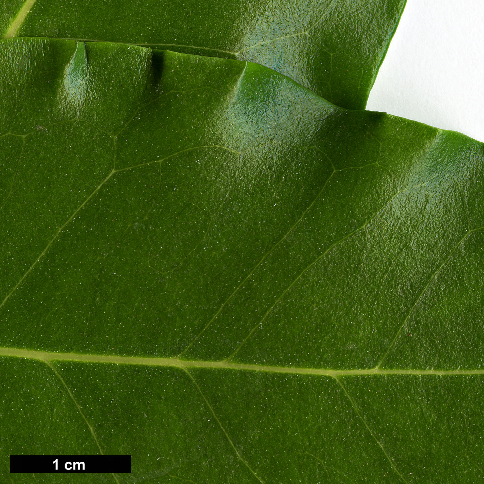 High resolution image: Family: Oleaceae - Genus: Nestegis - Taxon: apetala