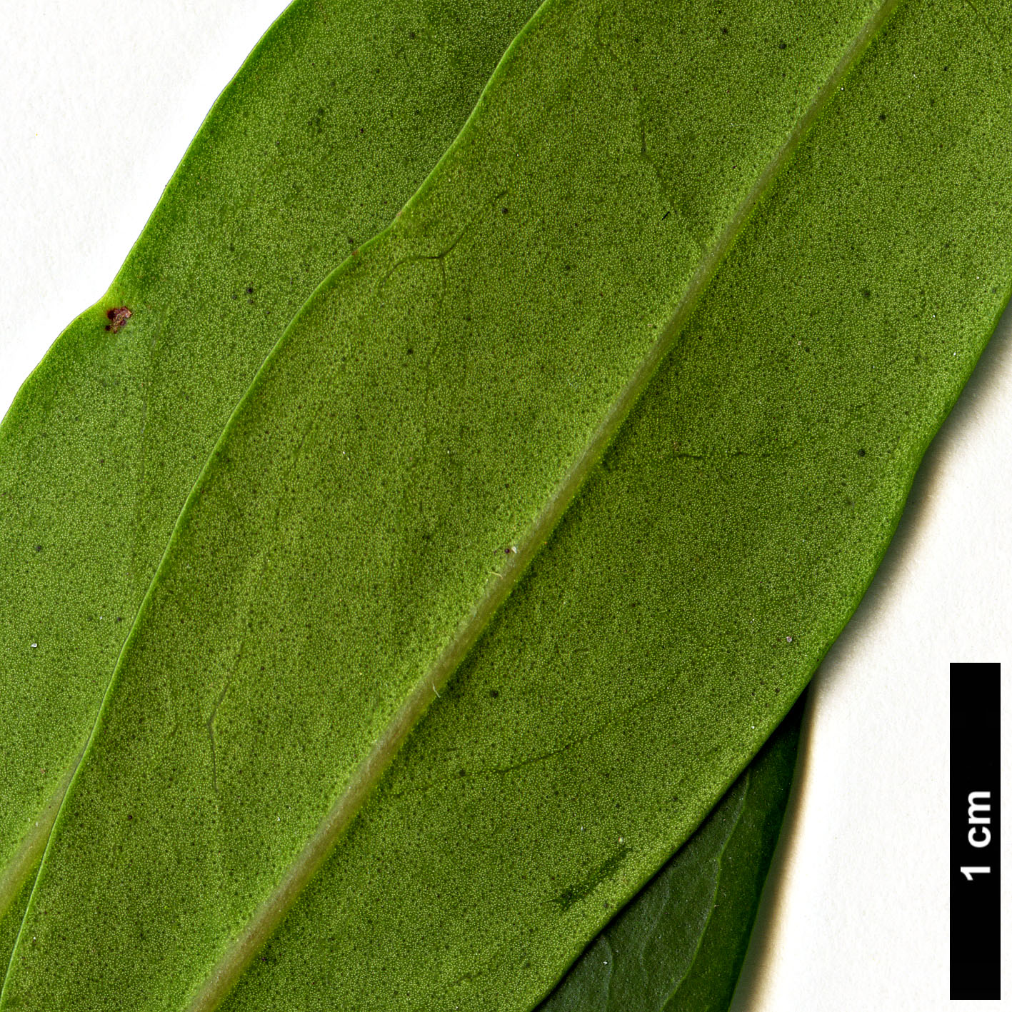 High resolution image: Family: Oleaceae - Genus: Nestegis - Taxon: lanceolata