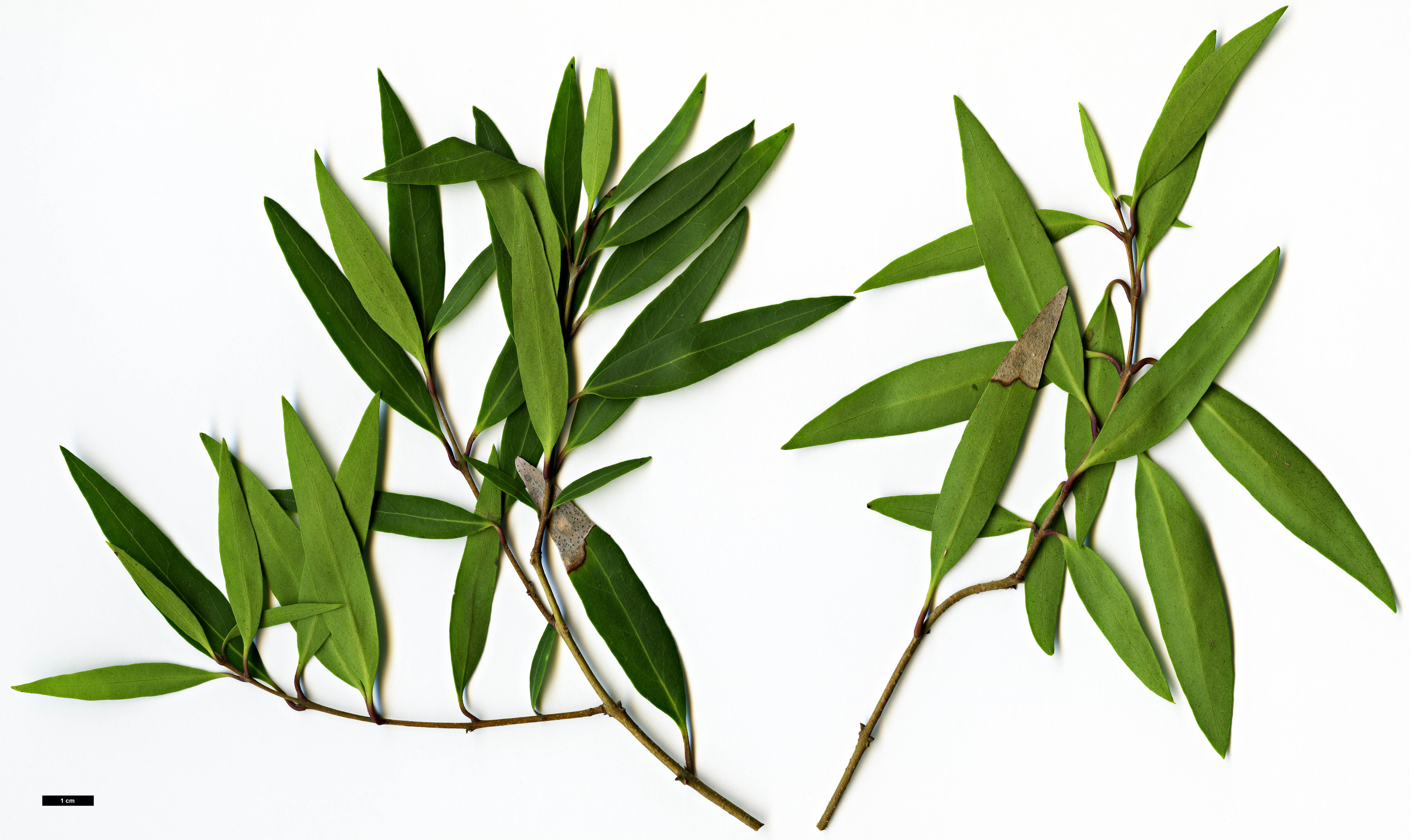 High resolution image: Family: Oleaceae - Genus: Nestegis - Taxon: lanceolata