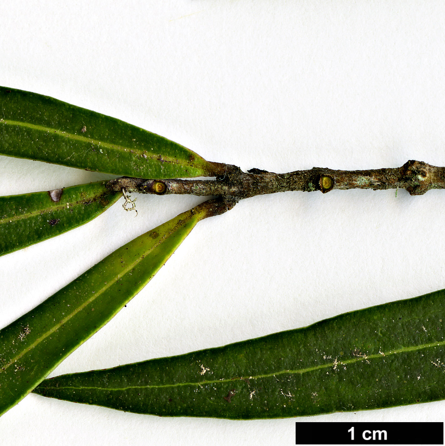 High resolution image: Family: Oleaceae - Genus: Nestegis - Taxon: montana