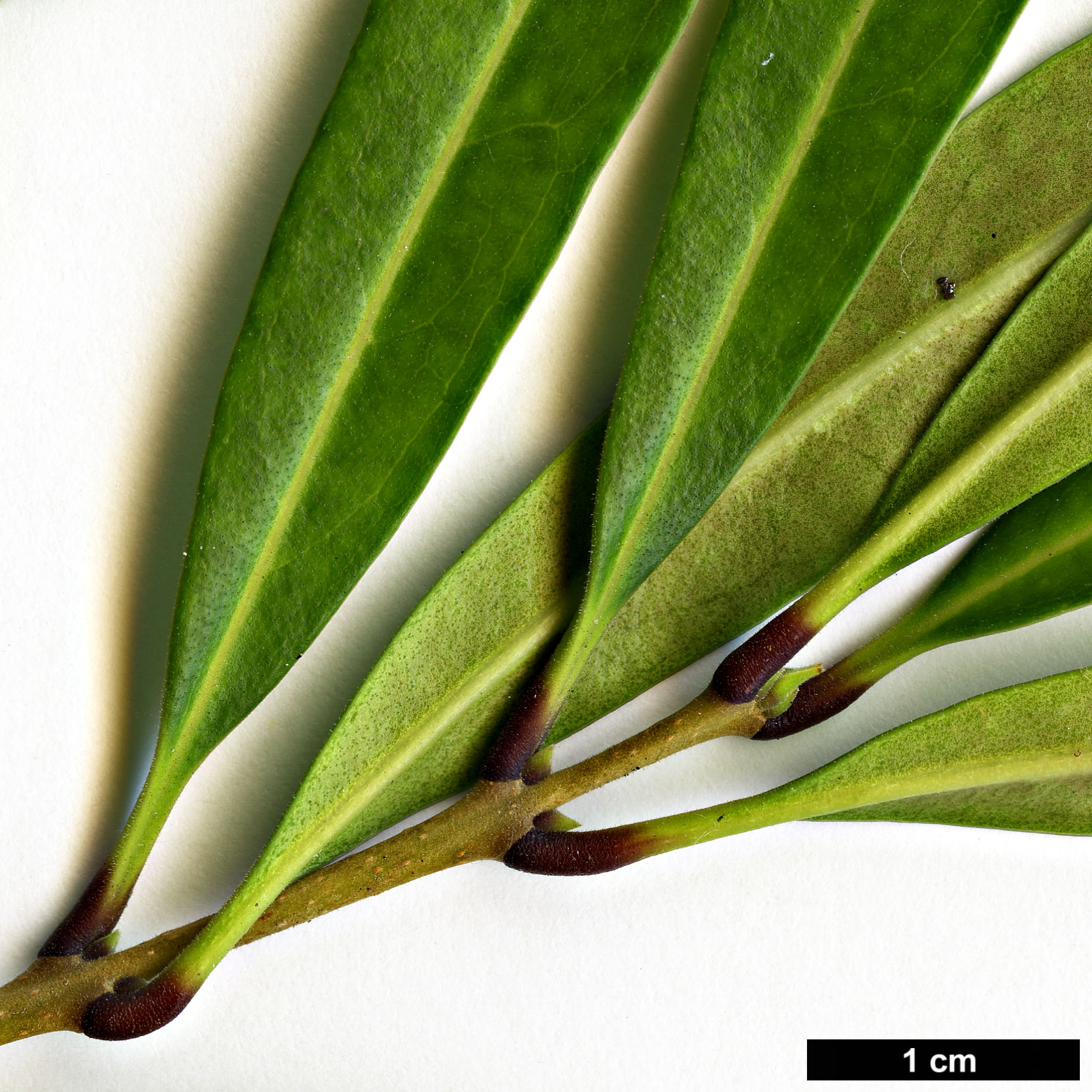 High resolution image: Family: Oleaceae - Genus: Nestegis - Taxon: montana