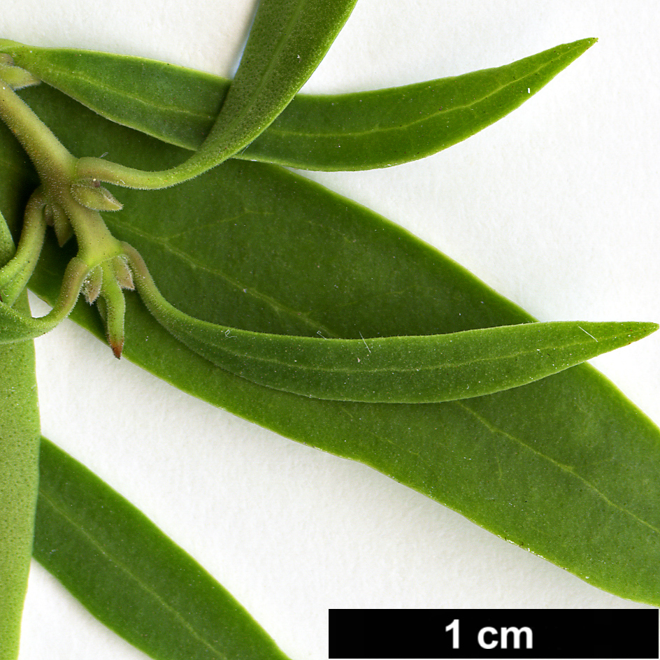 High resolution image: Family: Oleaceae - Genus: Notelaea - Taxon: ligustrina