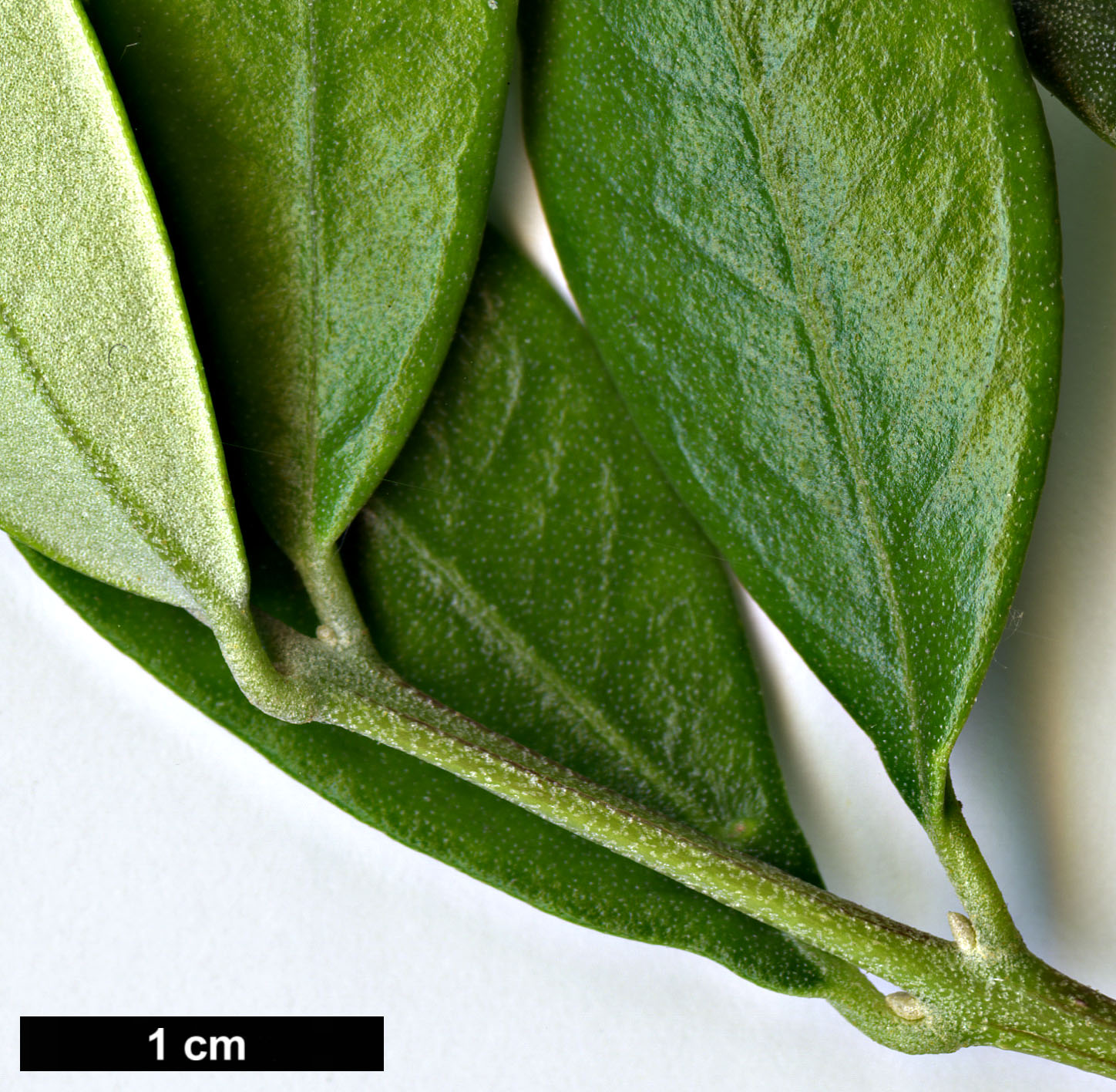 High resolution image: Family: Oleaceae - Genus: Olea - Taxon: europaea