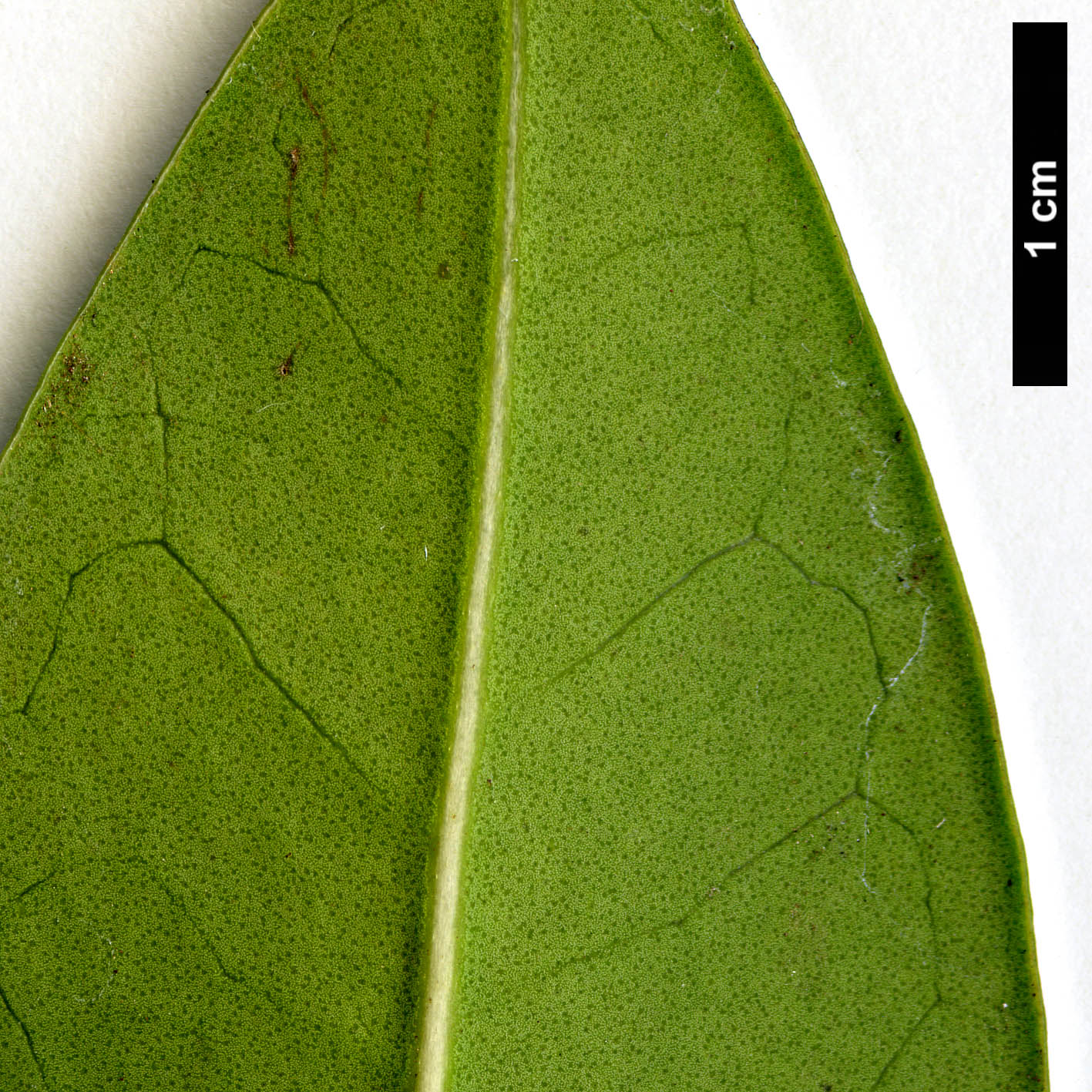 High resolution image: Family: Oleaceae - Genus: Osmanthus - Taxon: rigidus