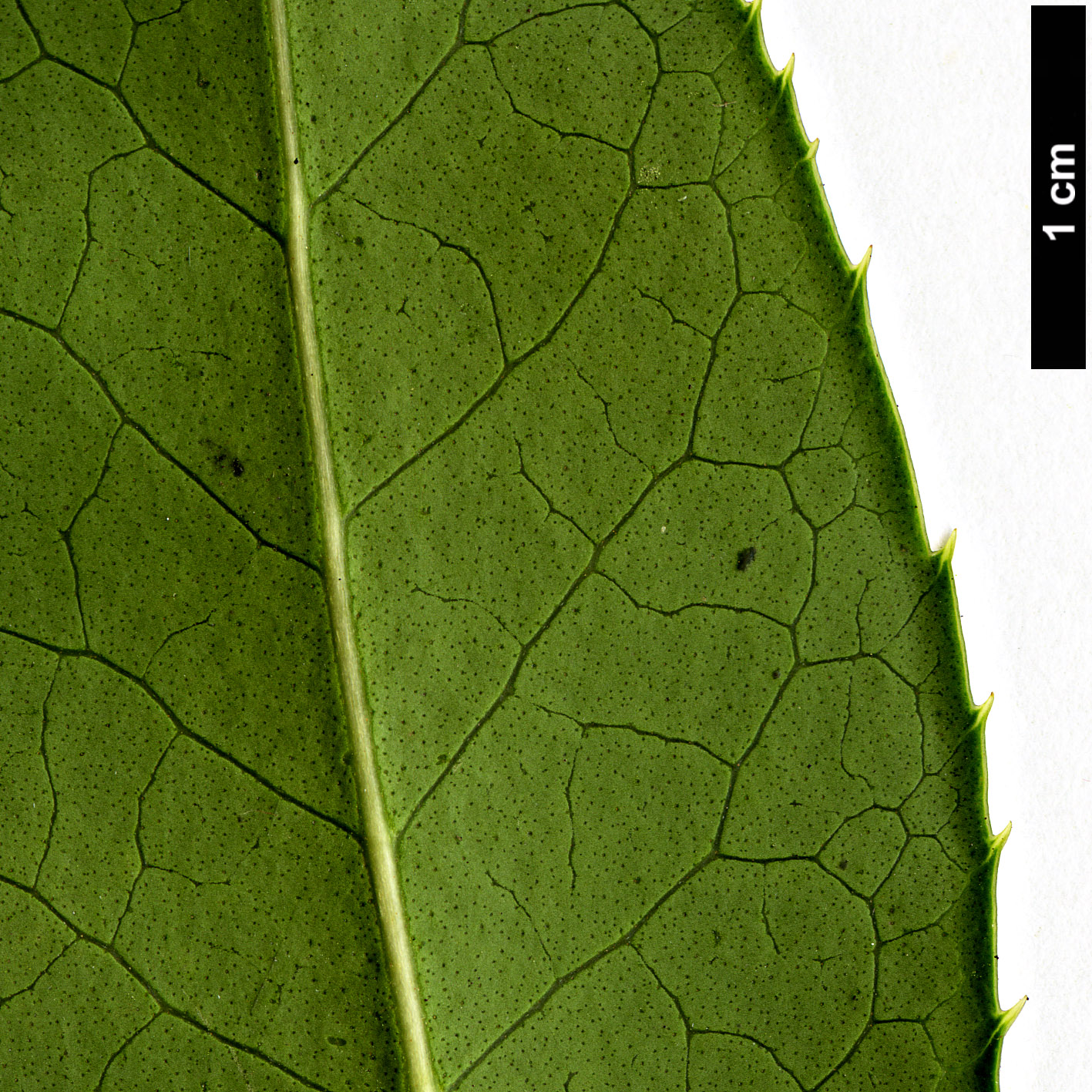 High resolution image: Family: Oleaceae - Genus: Osmanthus - Taxon: serrulatus