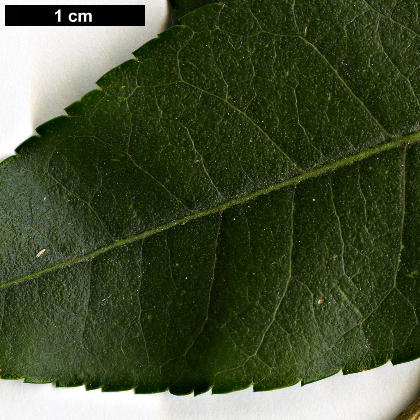 High resolution image: Family: Oleaceae - Genus: Osmanthus - Taxon: suavis