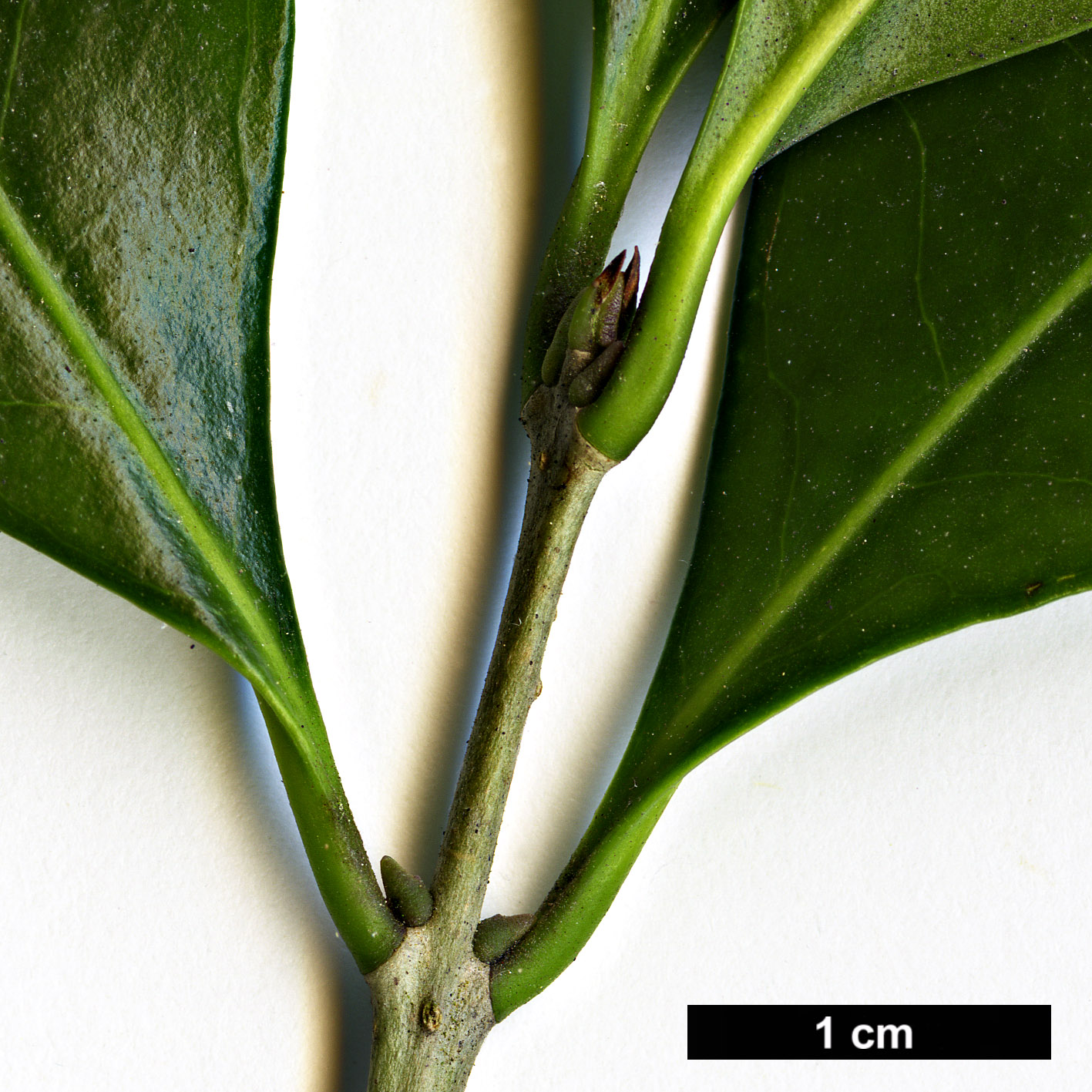 High resolution image: Family: Oleaceae - Genus: Picconia - Taxon: azorica