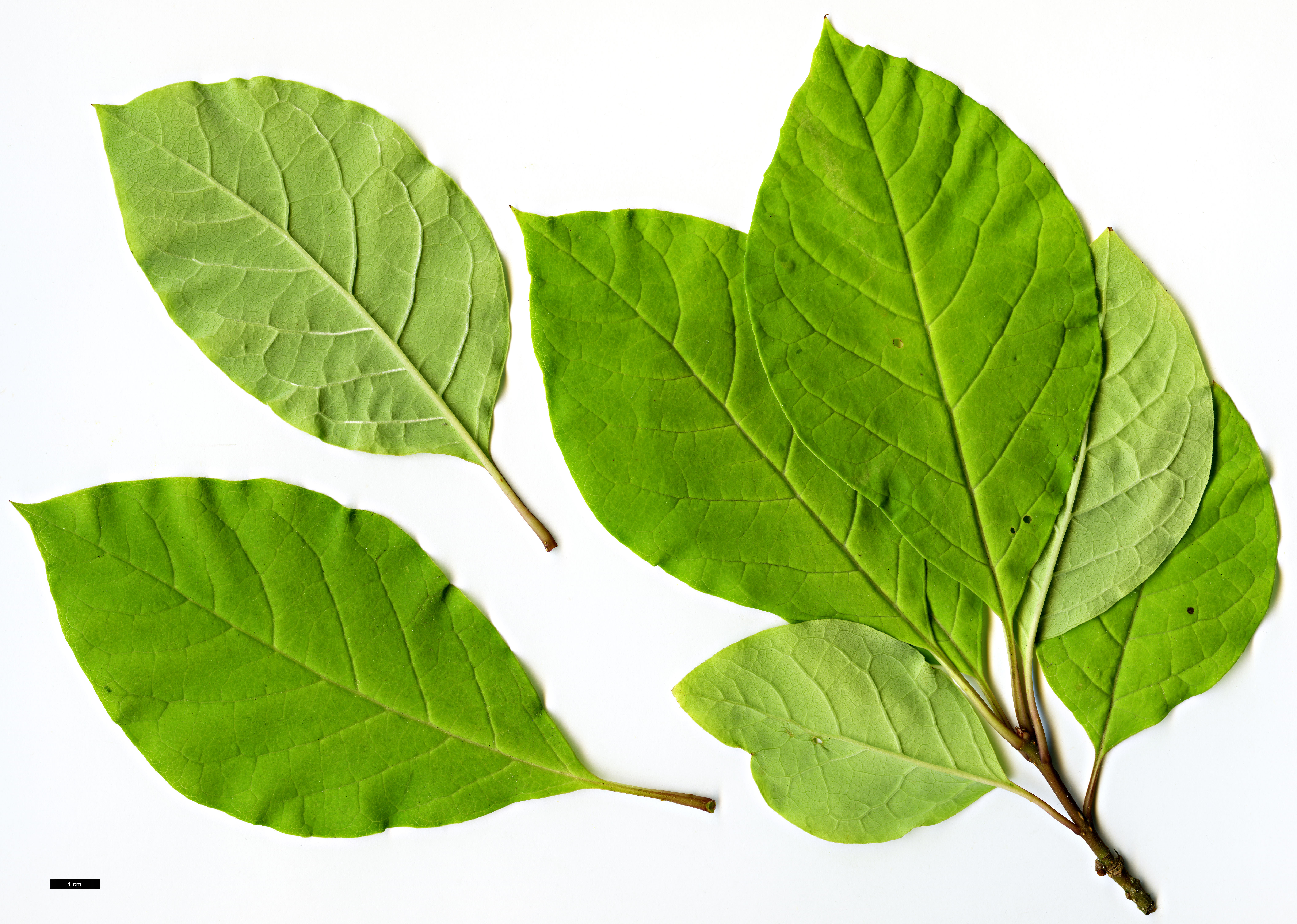 High resolution image: Family: Oleaceae - Genus: Syringa - Taxon: emodi - SpeciesSub: 'Aurea'