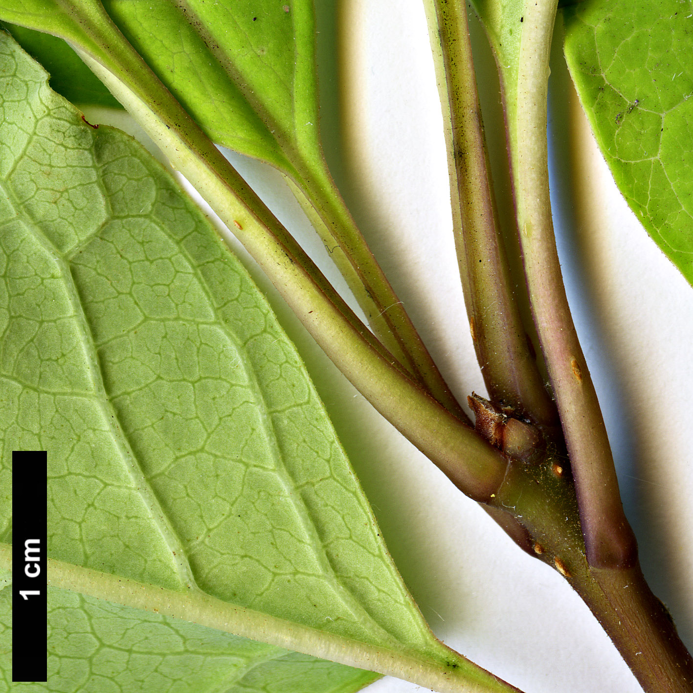High resolution image: Family: Oleaceae - Genus: Syringa - Taxon: emodi - SpeciesSub: 'Aurea'