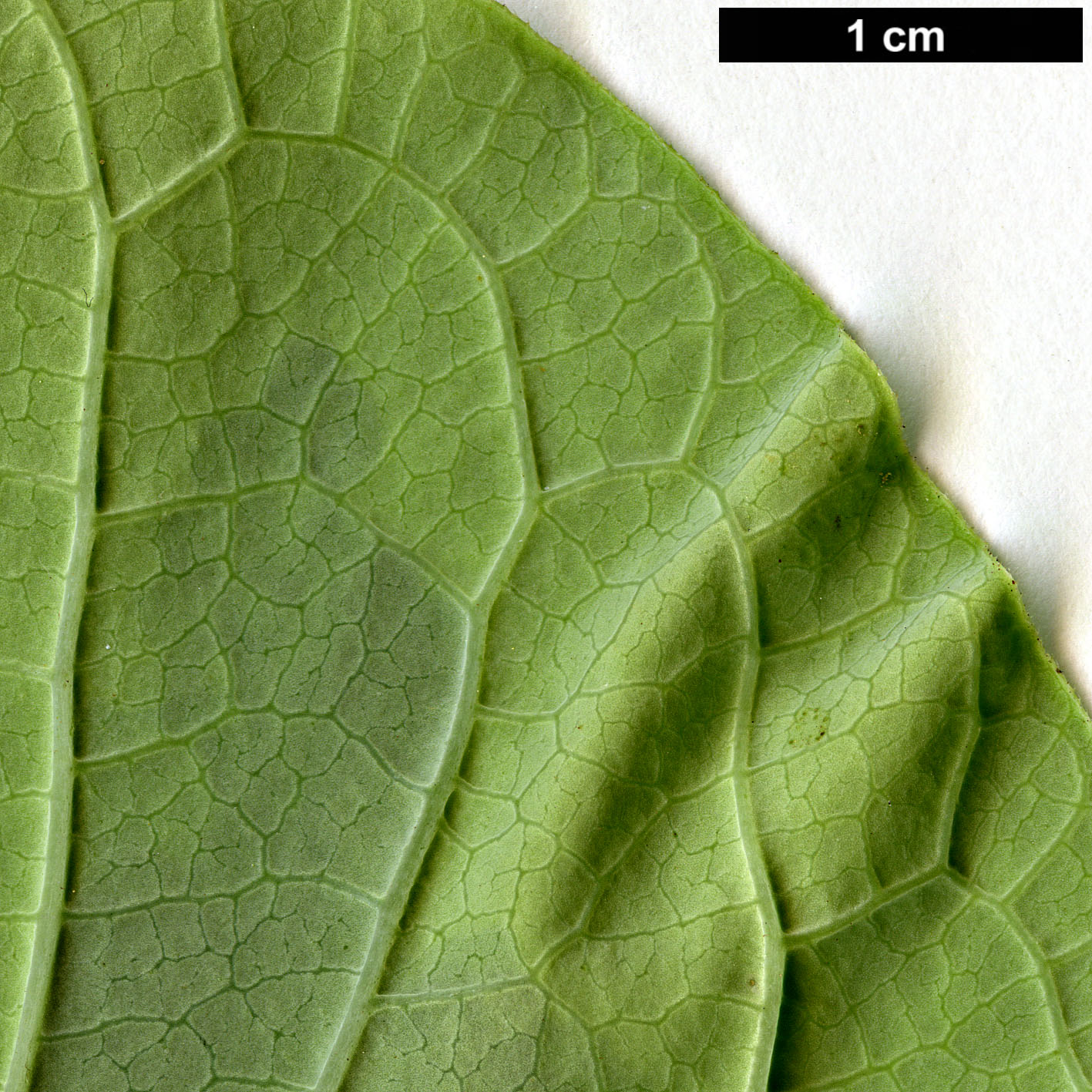 High resolution image: Family: Oleaceae - Genus: Syringa - Taxon: emodi - SpeciesSub: 'Aureovariegata'