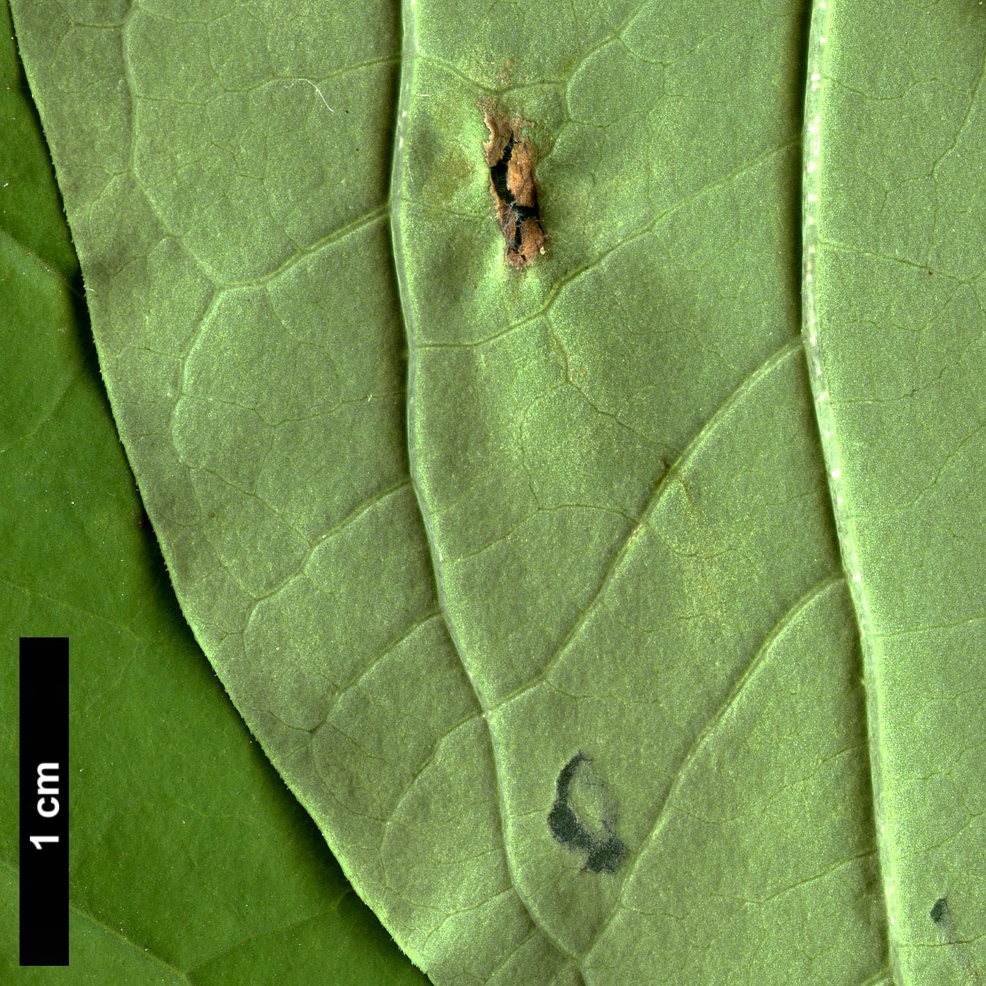 High resolution image: Family: Oleaceae - Genus: Syringa - Taxon: emodi