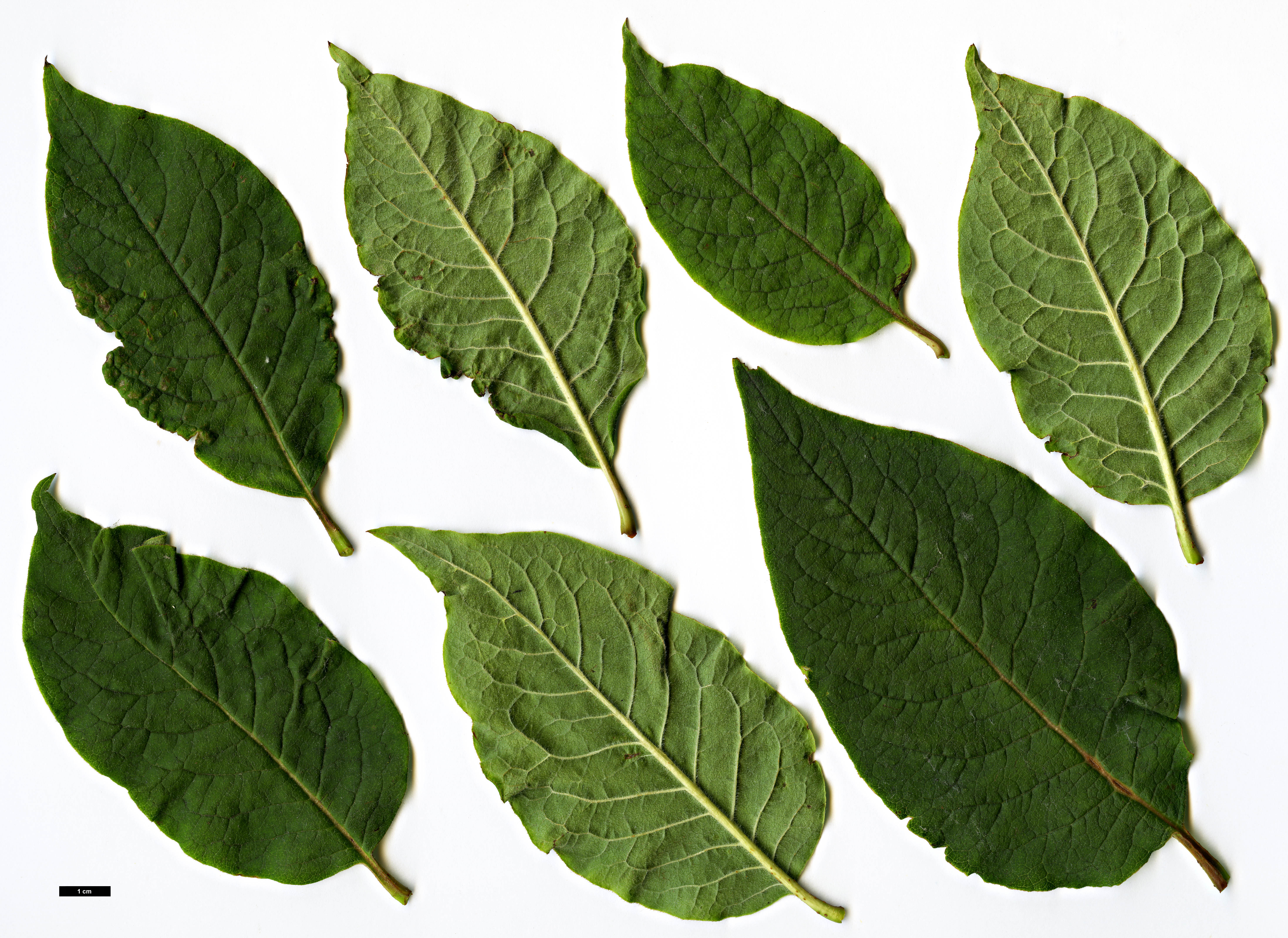 High resolution image: Family: Oleaceae - Genus: Syringa - Taxon: komarowii