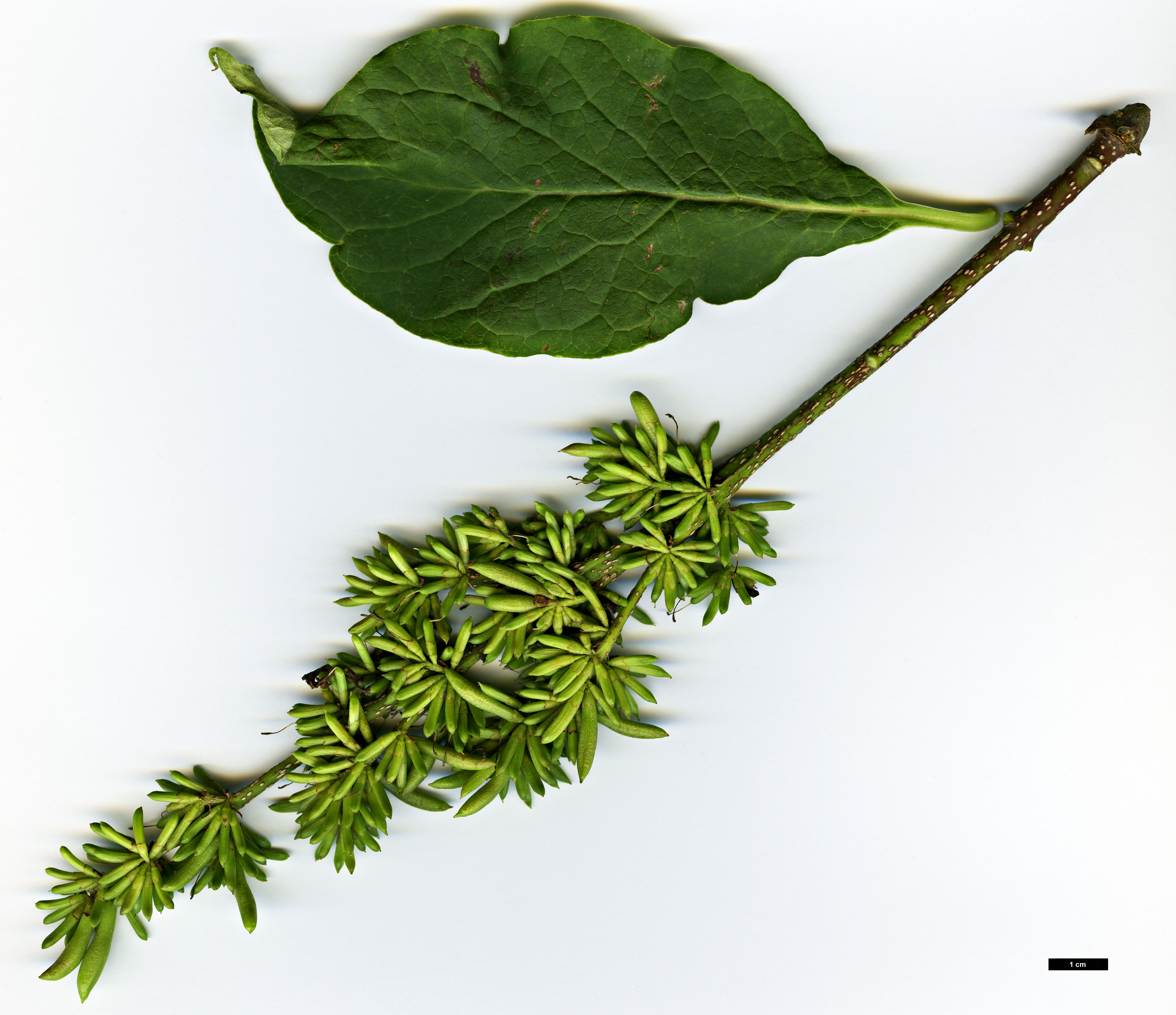 High resolution image: Family: Oleaceae - Genus: Syringa - Taxon: komarowii