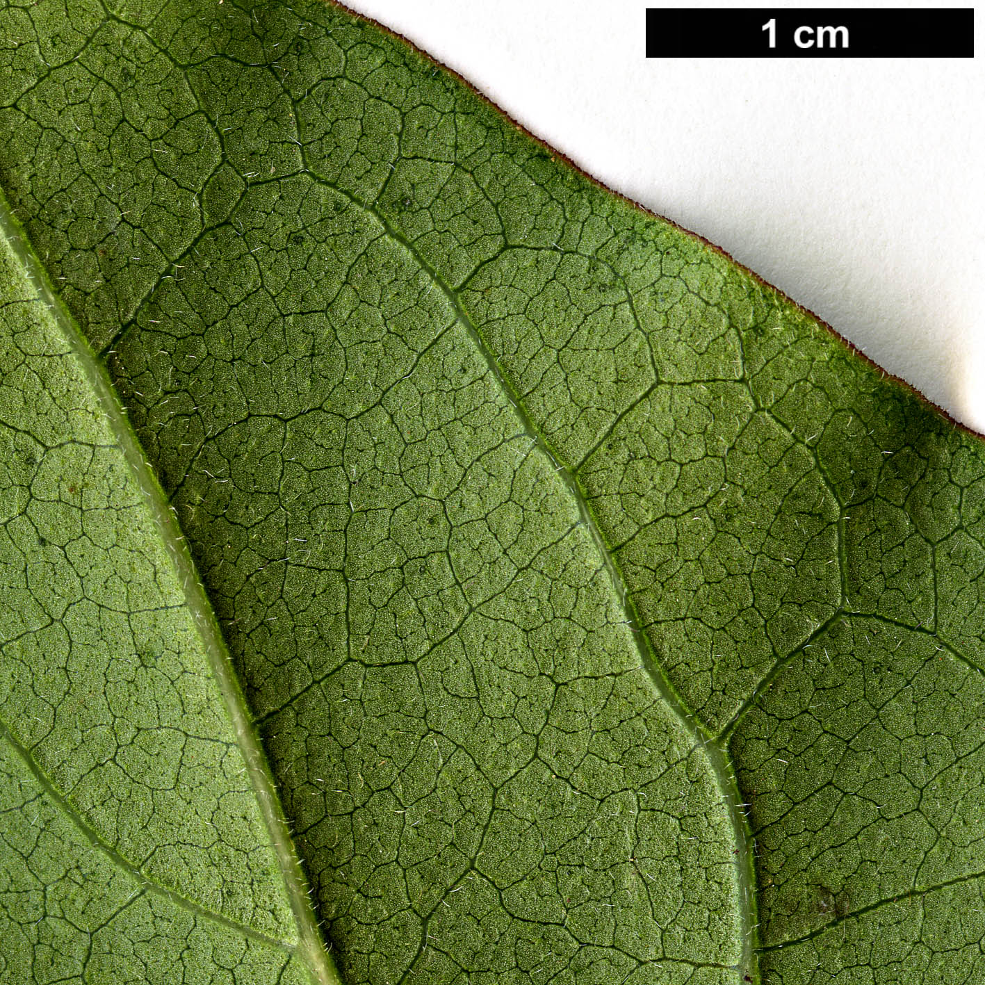 High resolution image: Family: Oleaceae - Genus: Syringa - Taxon: oblata