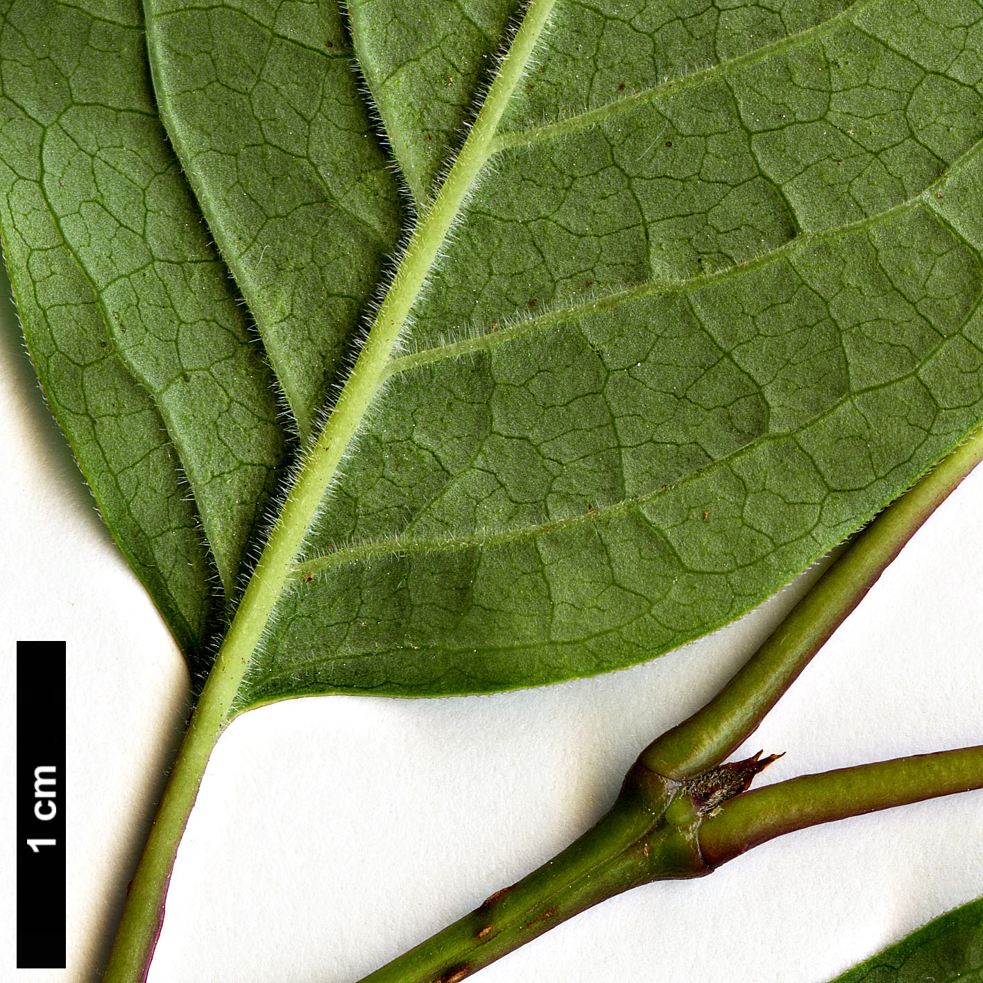 High resolution image: Family: Oleaceae - Genus: Syringa - Taxon: tomentella